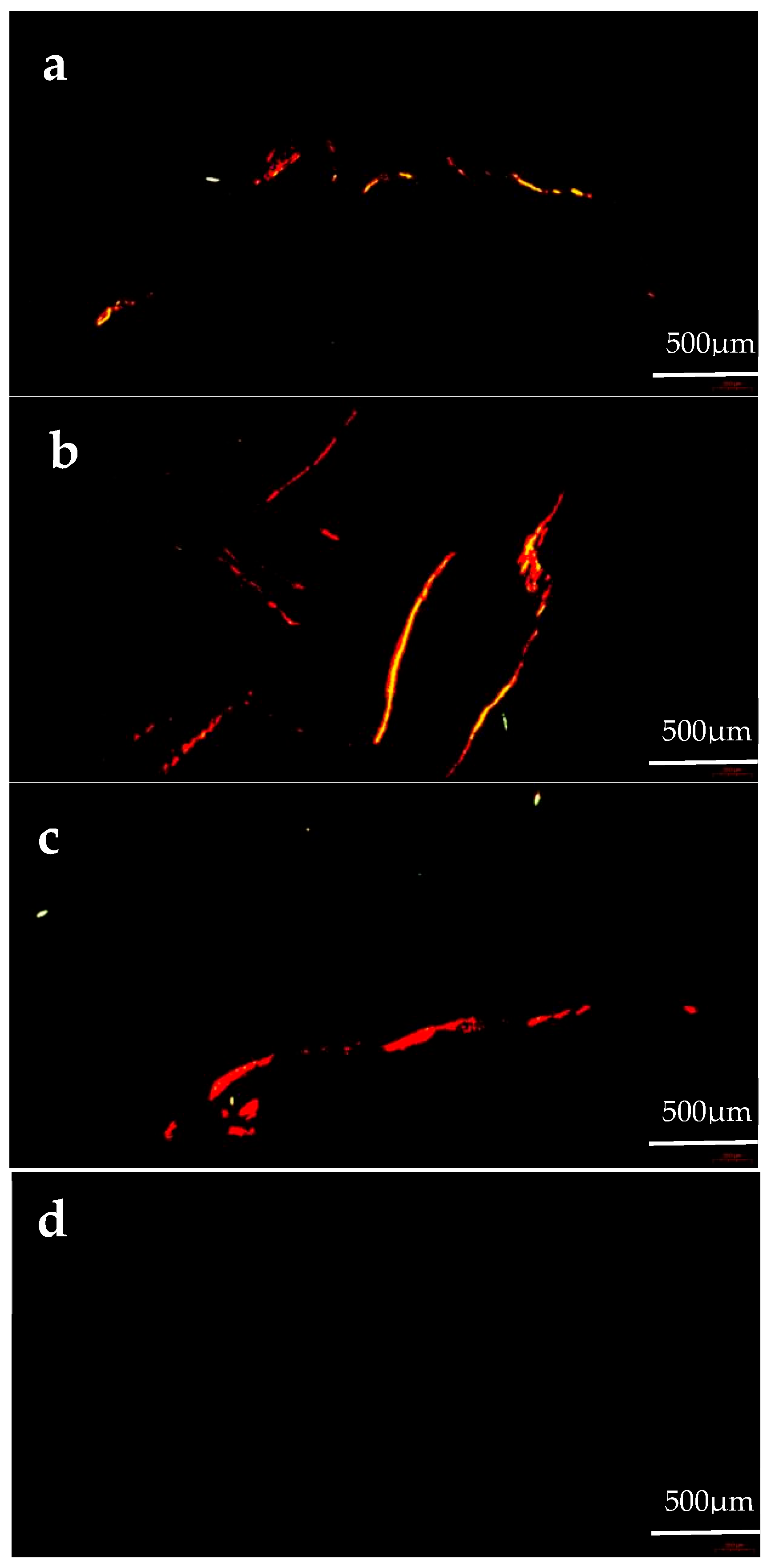 Animals 14 02564 g003