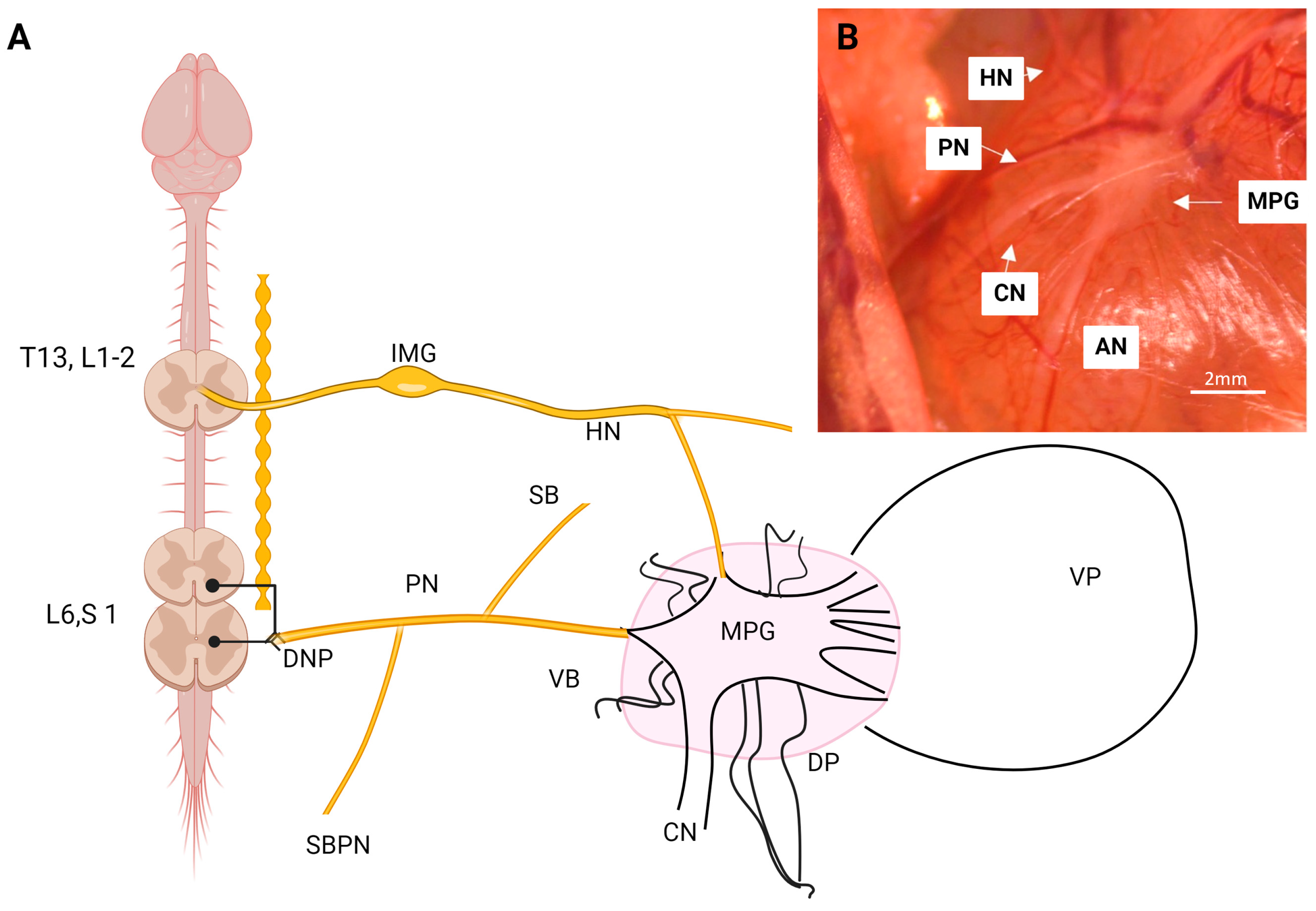 Animals 14 02570 g001 Animals 14 02570 g001