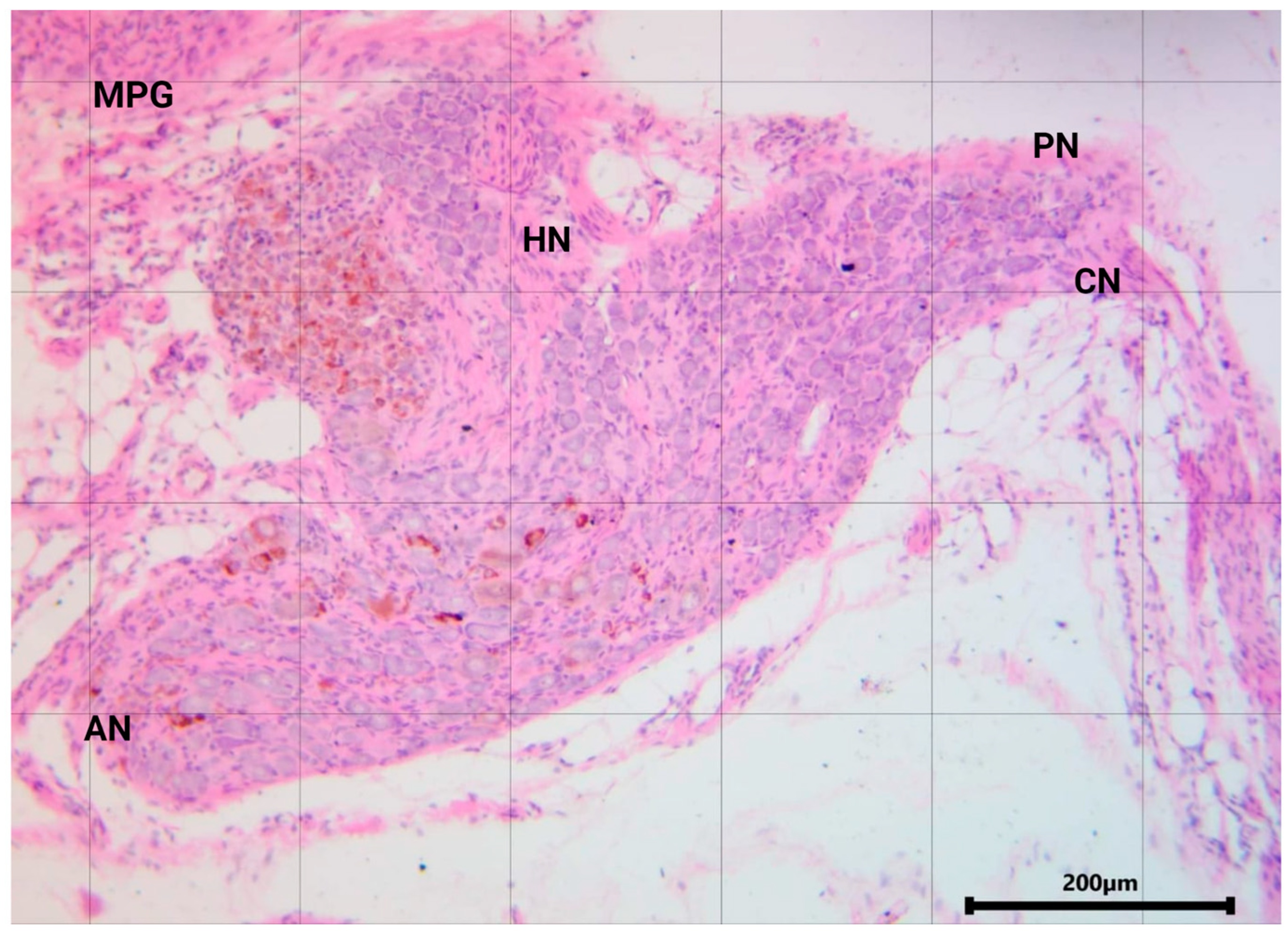 Animals 14 02570 g002 Animals 14 02570 g002