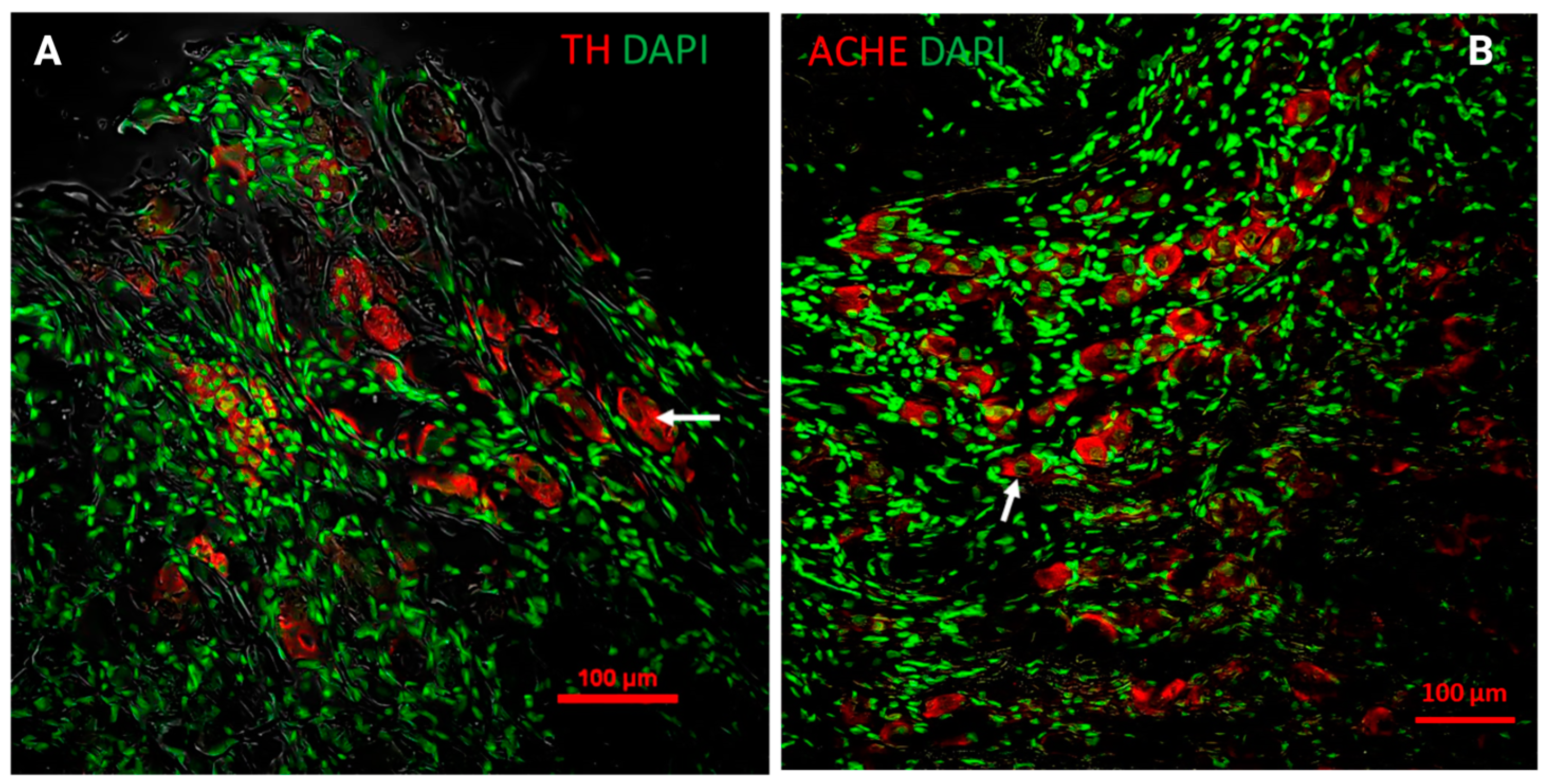Animals 14 02570 g003 Animals 14 02570 g003