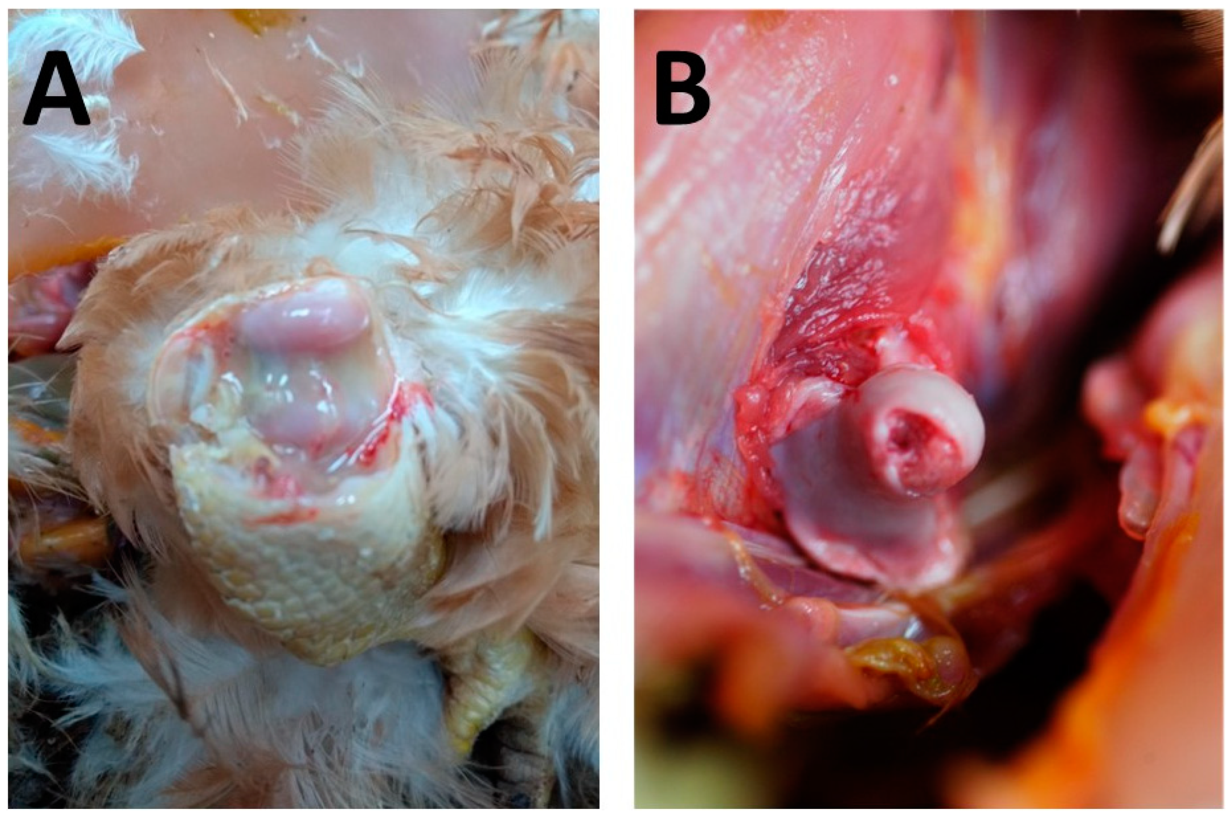 Animals 14 02574 g001