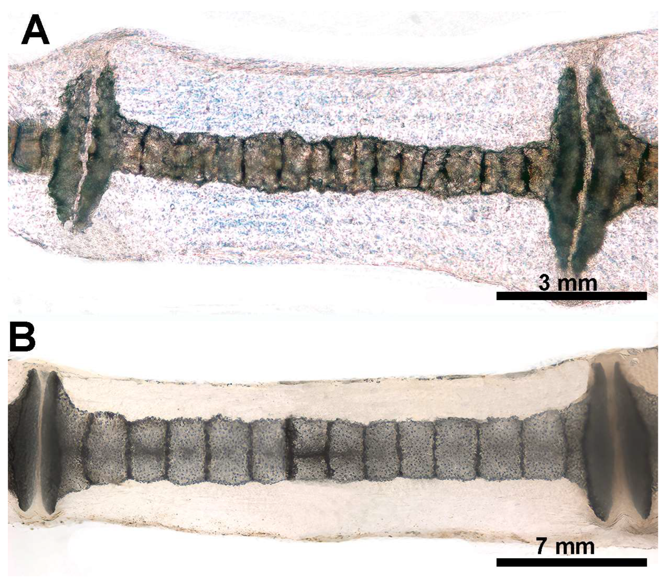 Animals 14 02575 g009 Animals 14 02575 g009