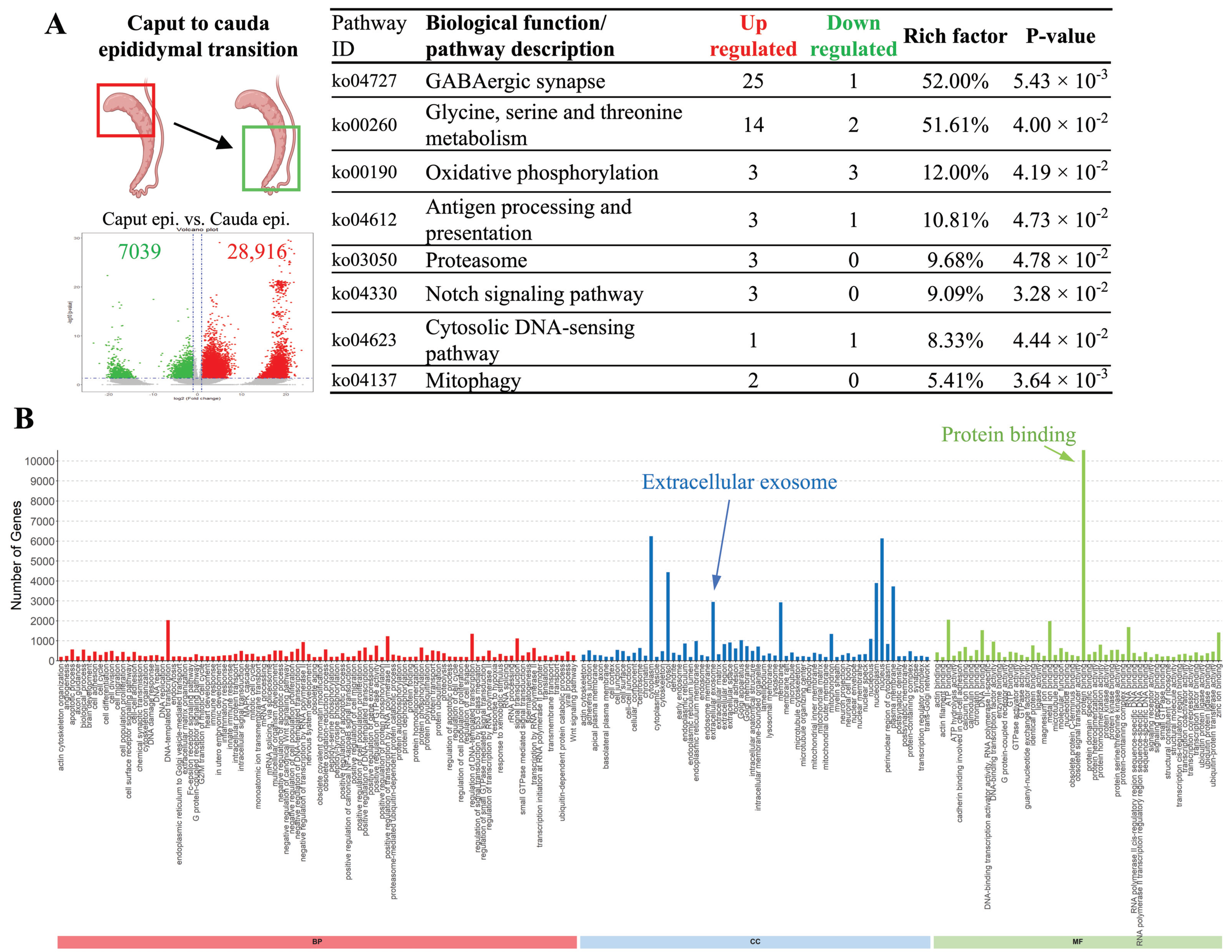 Animals 14 02592 g004