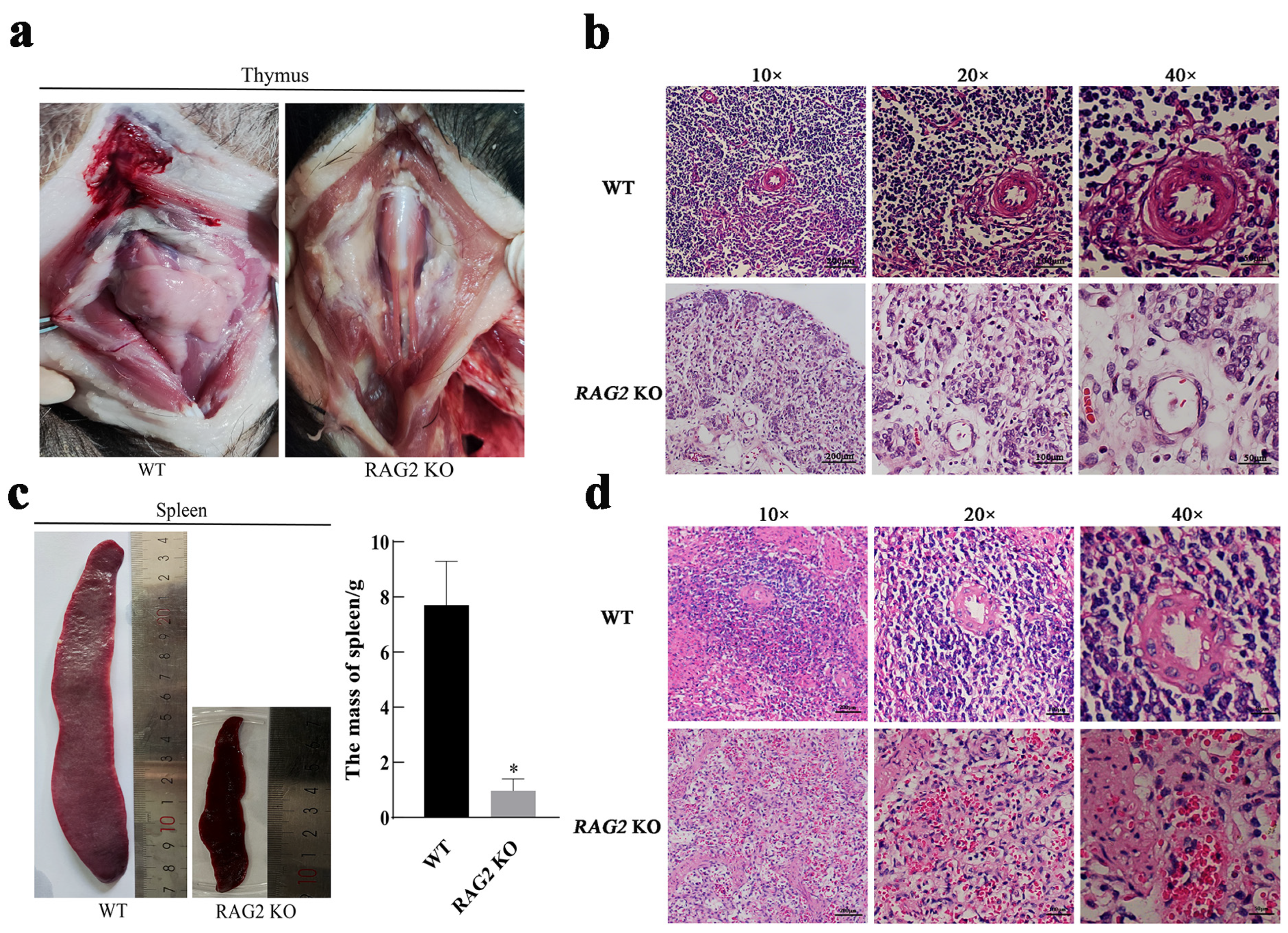 Animals 14 02597 g002 Animals 14 02597 g002