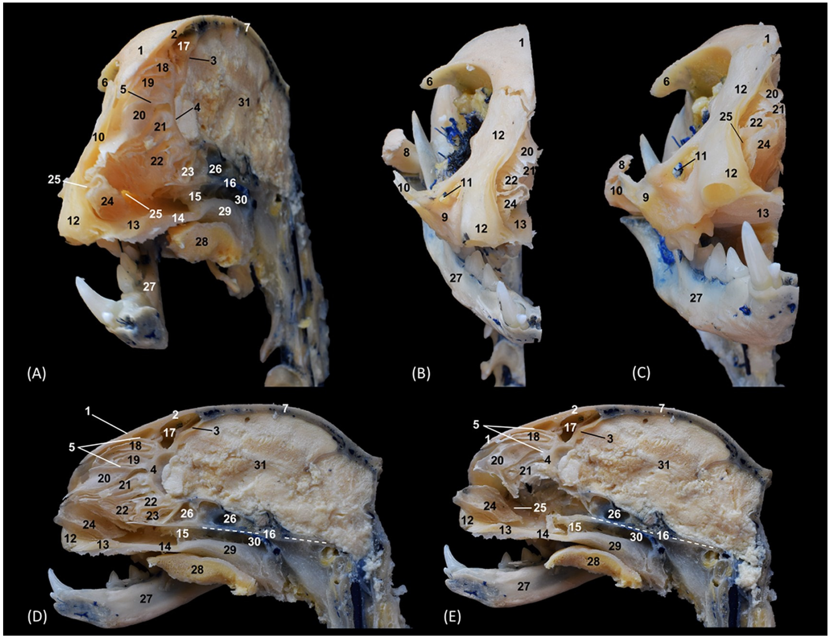 Animals 14 02609 g001