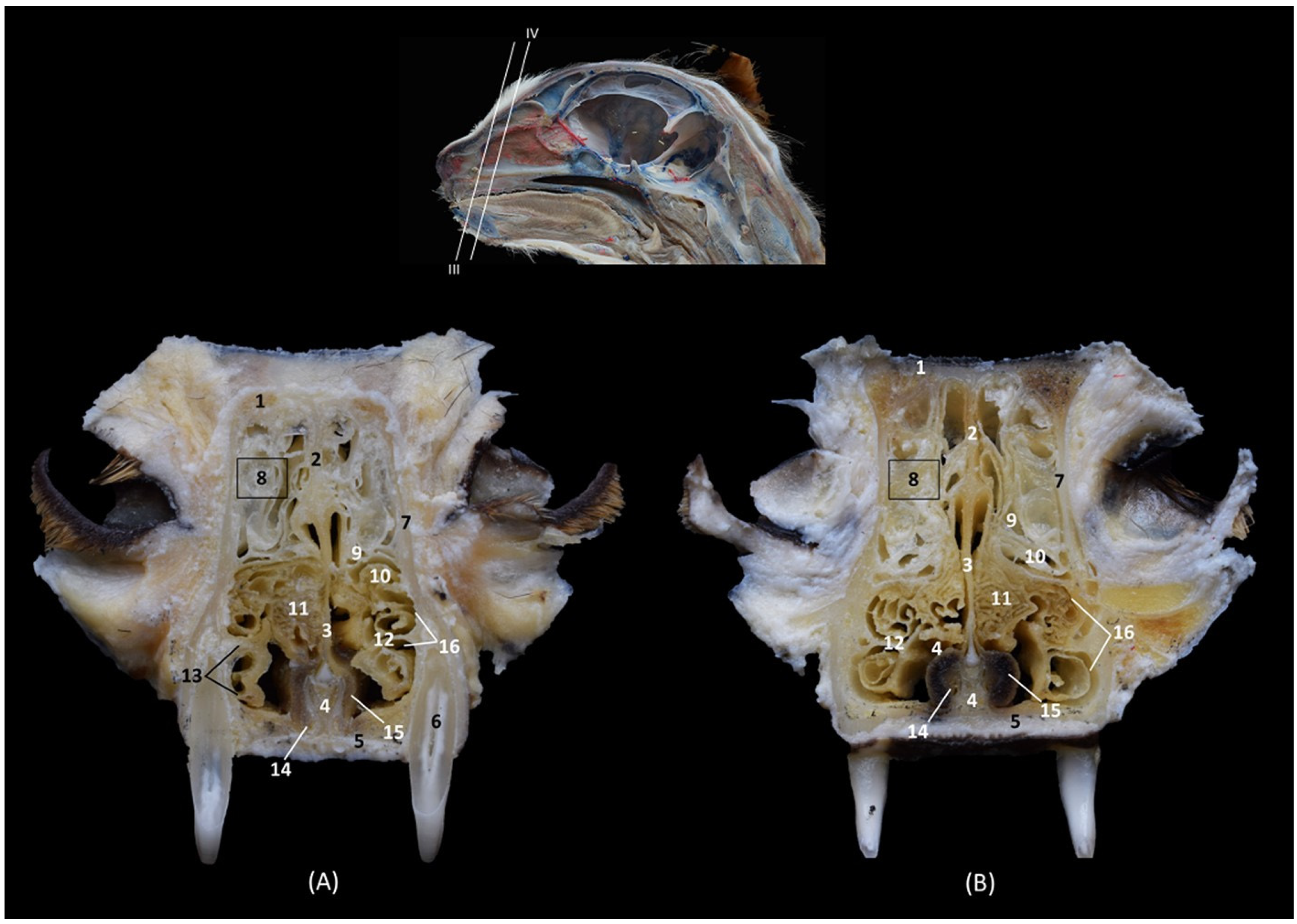 Animals 14 02609 g005