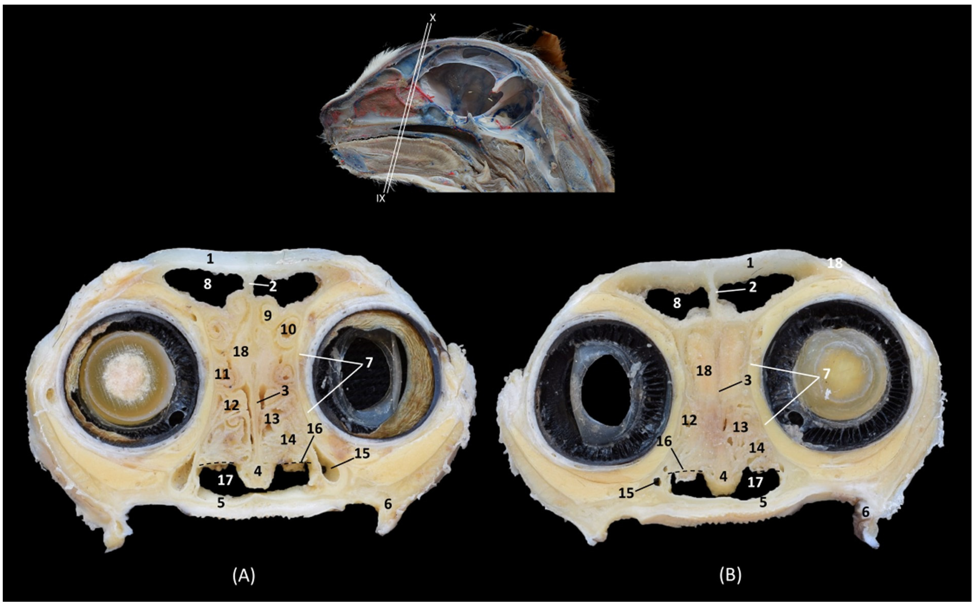 Animals 14 02609 g008