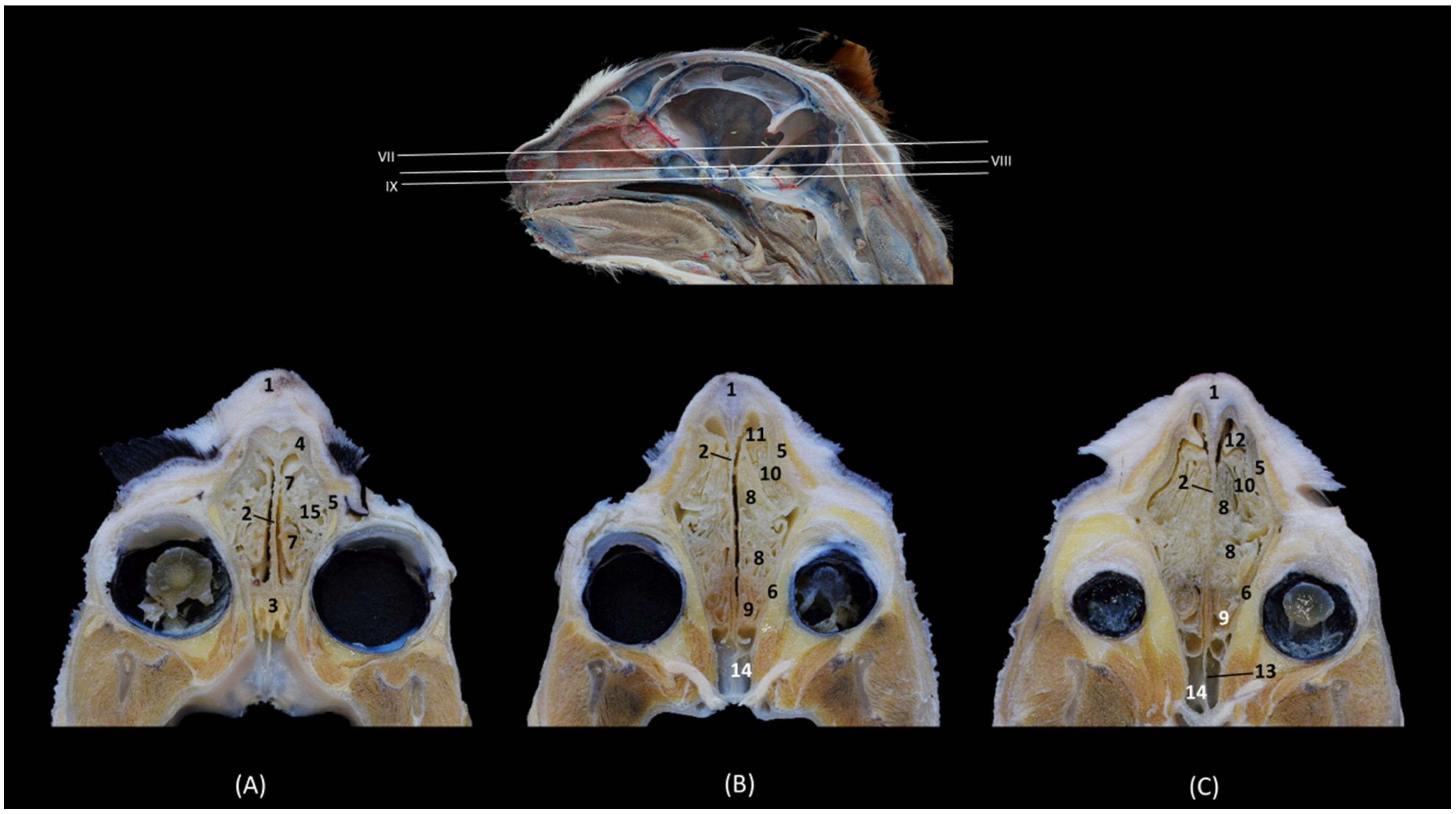 Animals 14 02609 g014