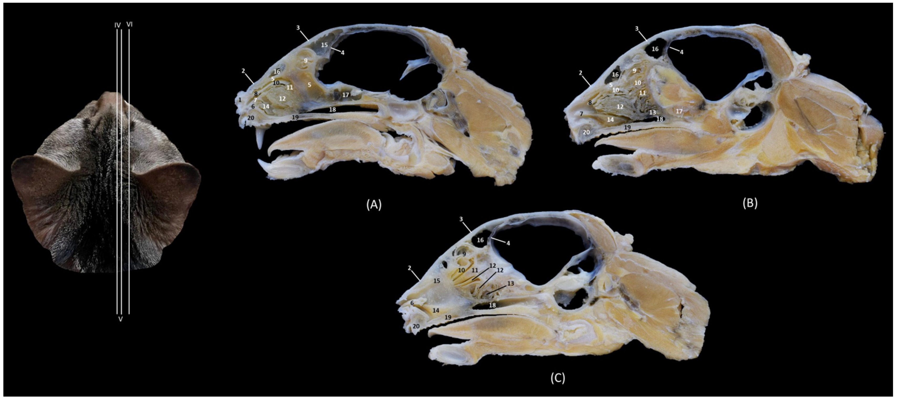 Animals 14 02609 g017