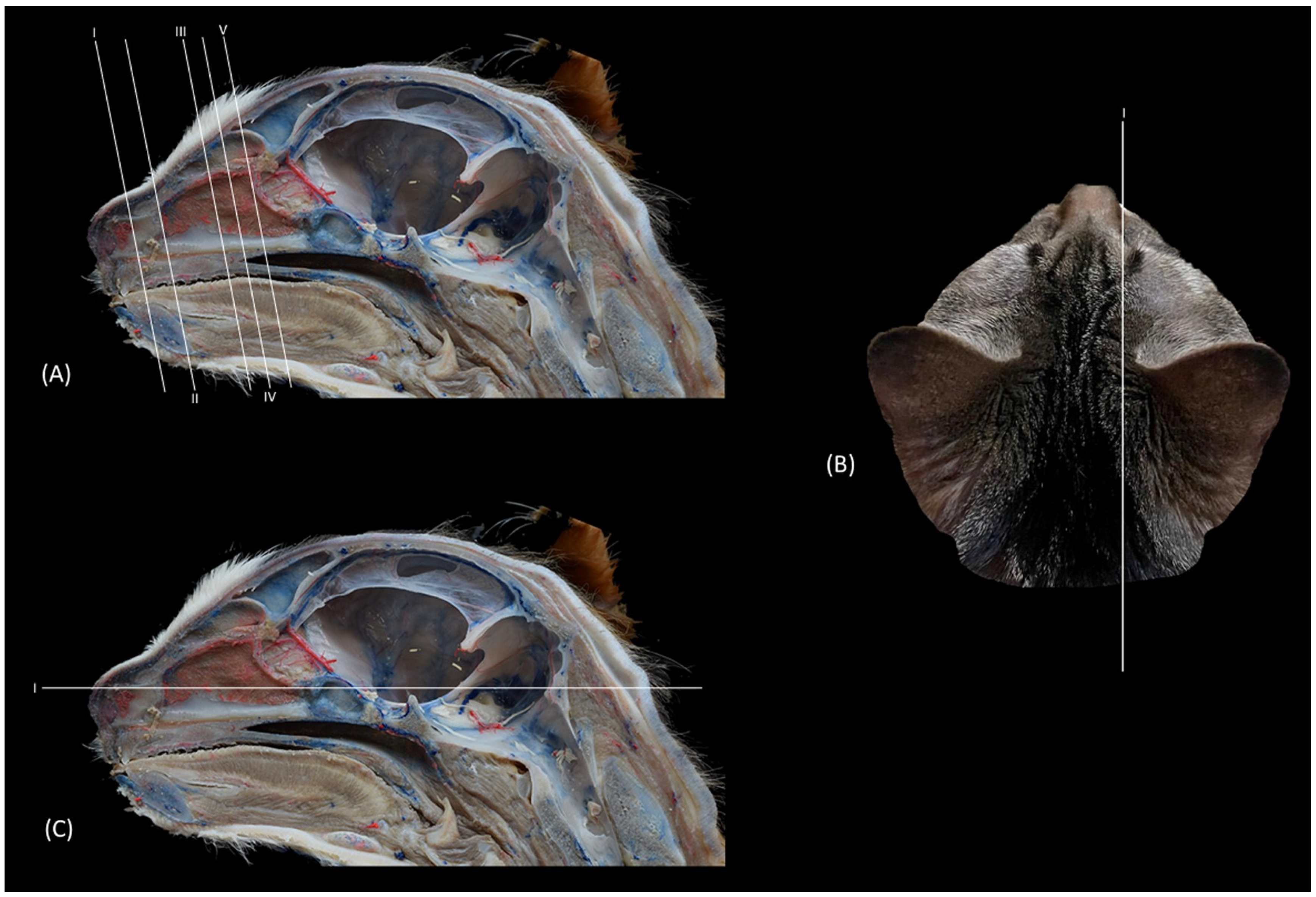 Animals 14 02609 g019