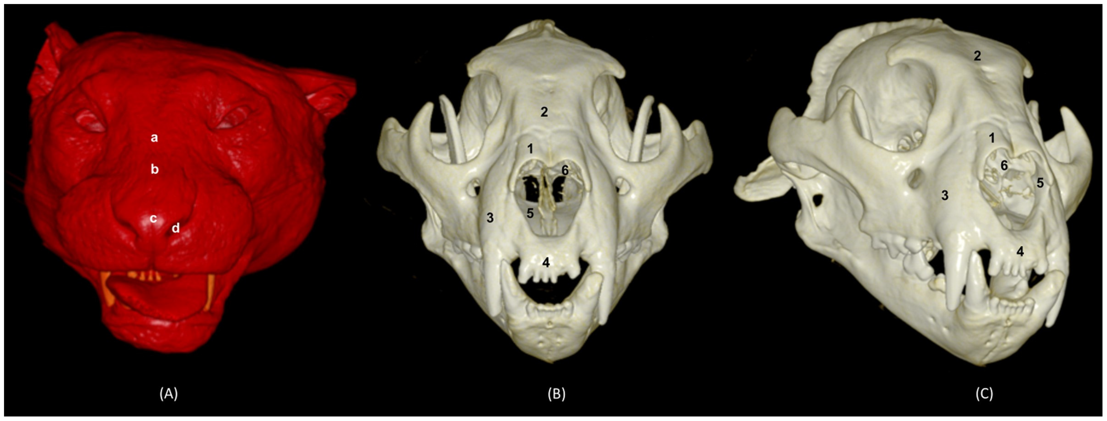 Animals 14 02609 g031