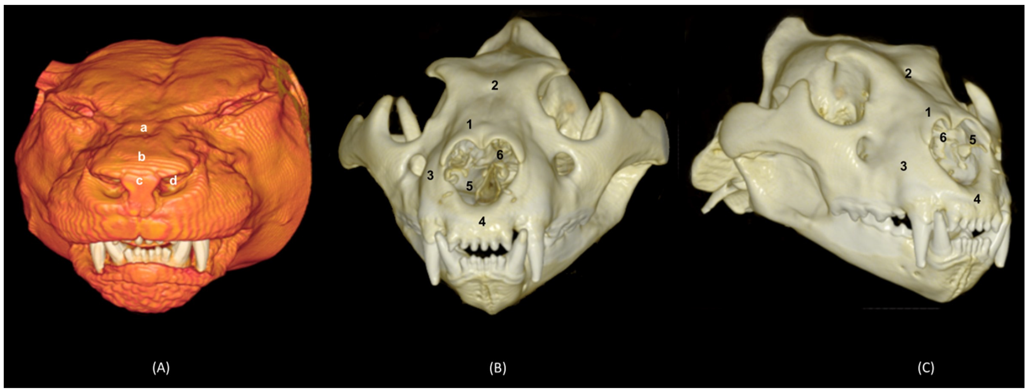 Animals 14 02609 g032