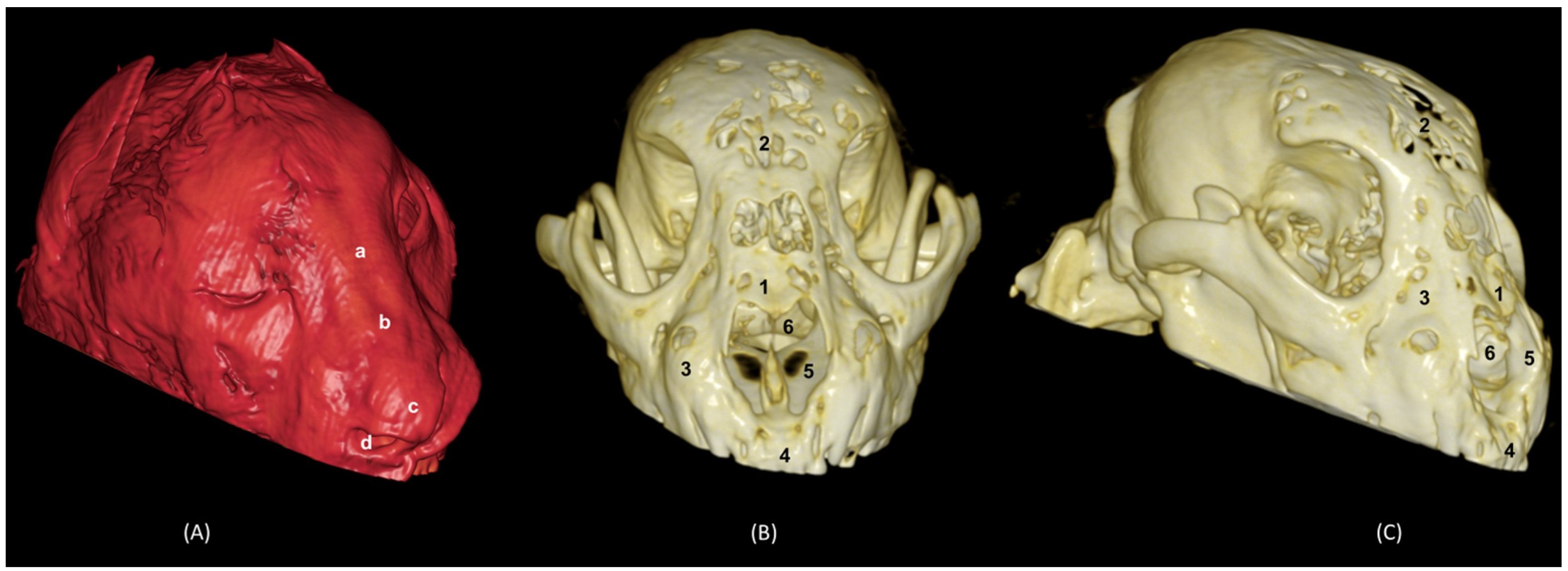 Animals 14 02609 g033