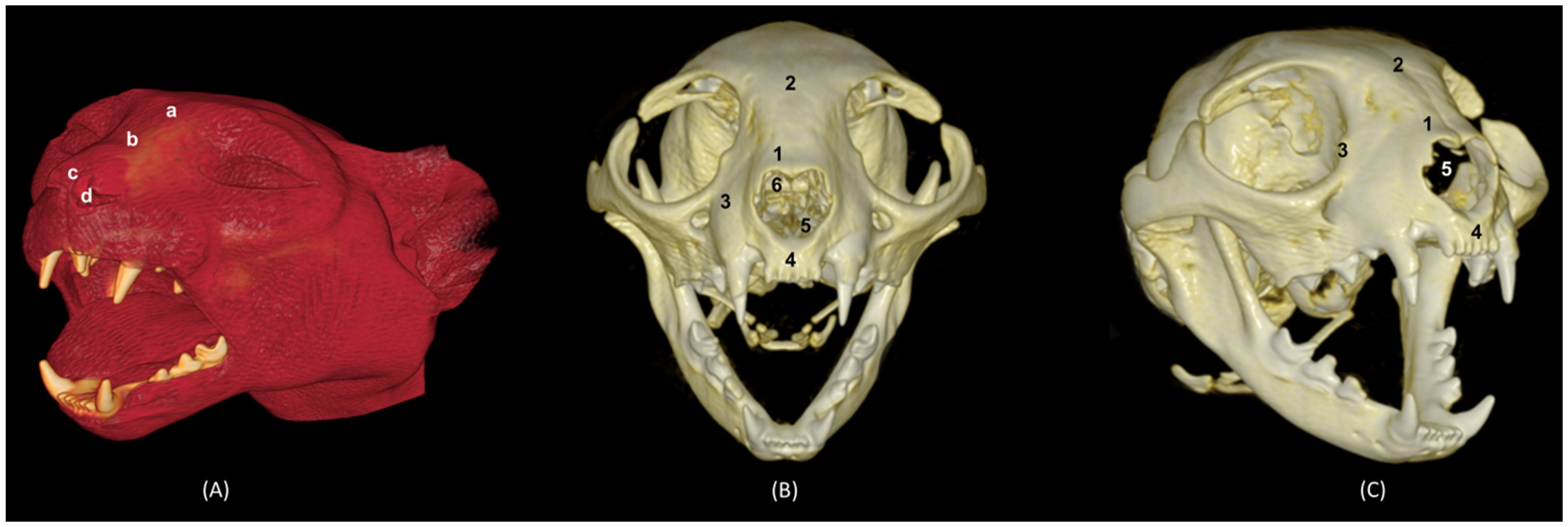 Animals 14 02609 g034