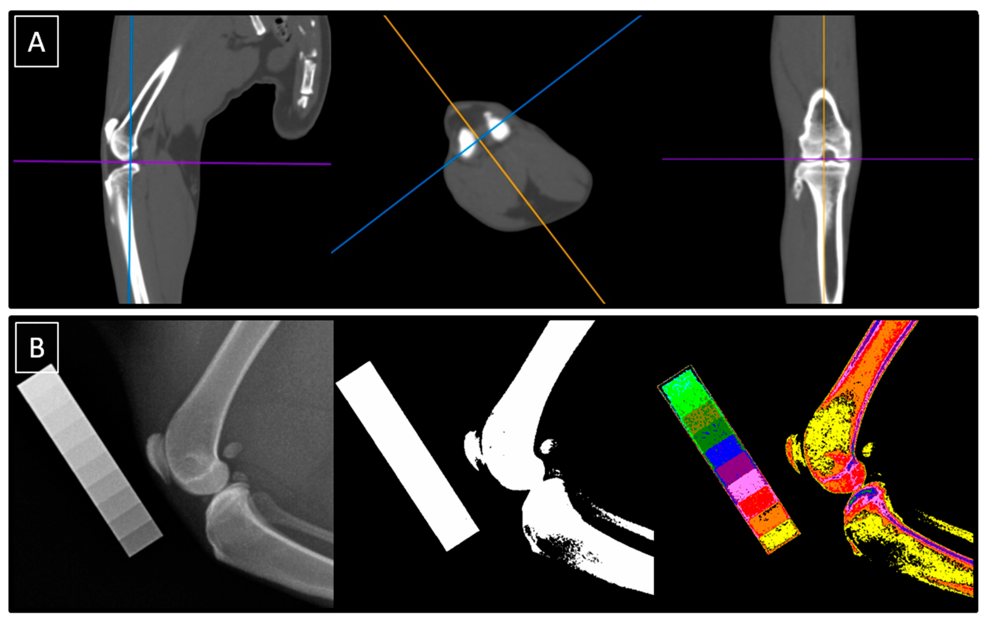 Animals 14 02615 g001