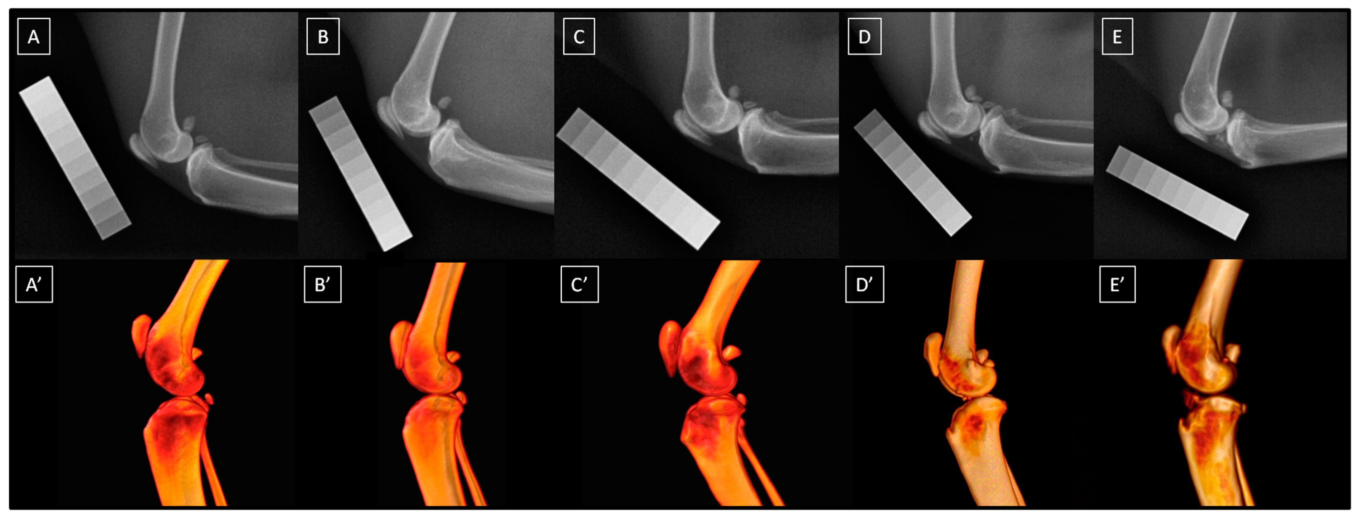 Animals 14 02615 g002