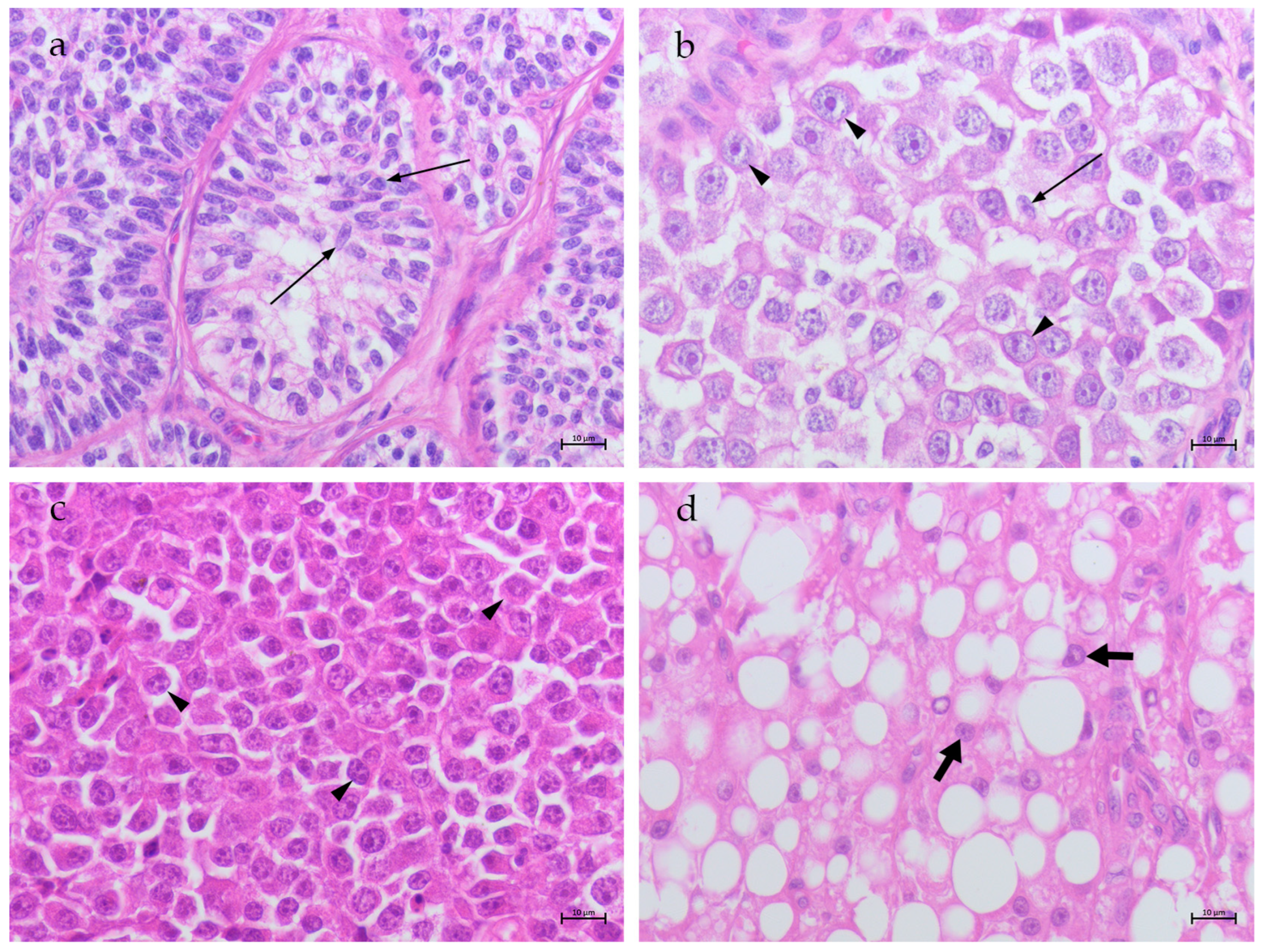 Animals 14 02619 g002