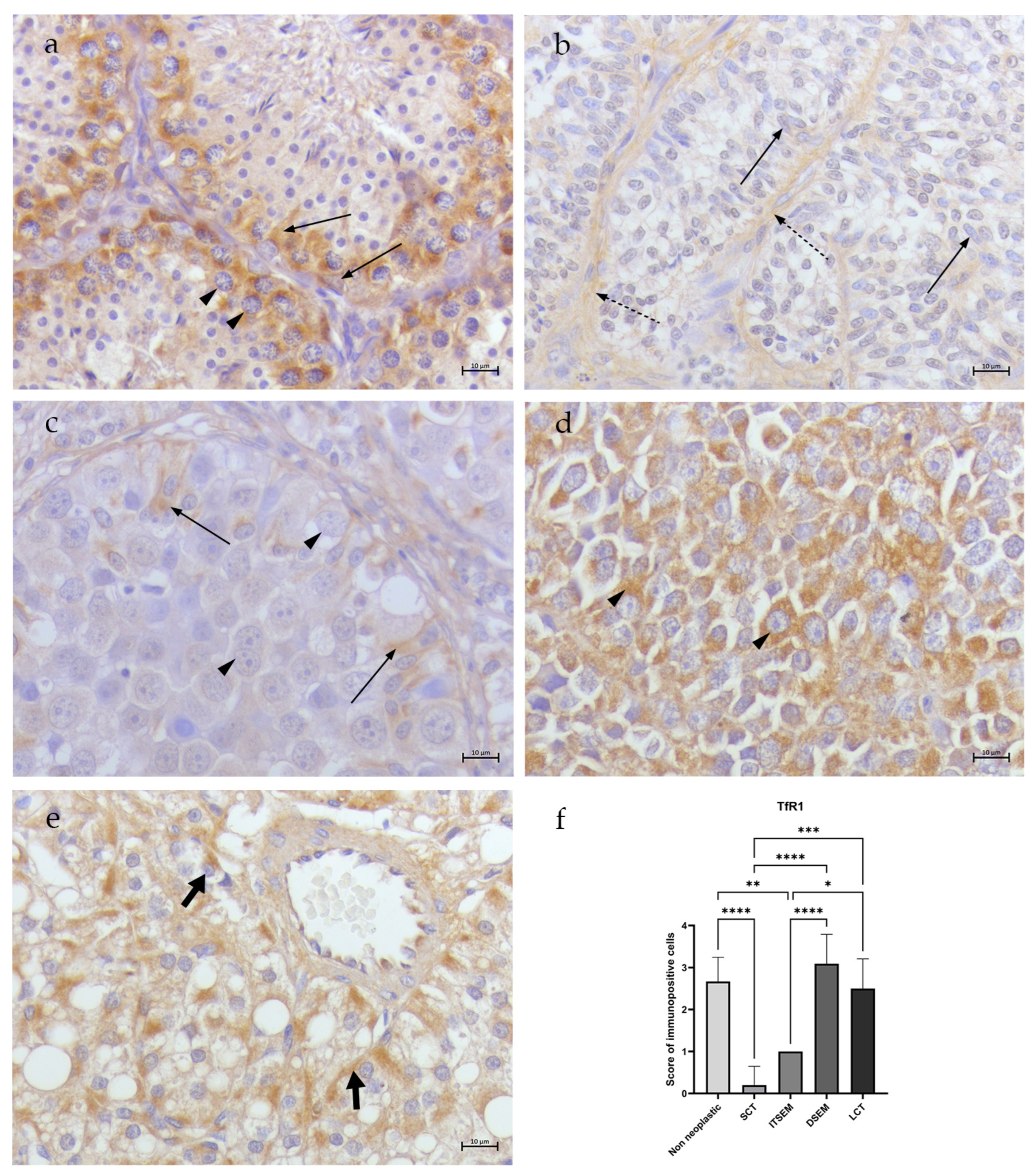 Animals 14 02619 g003