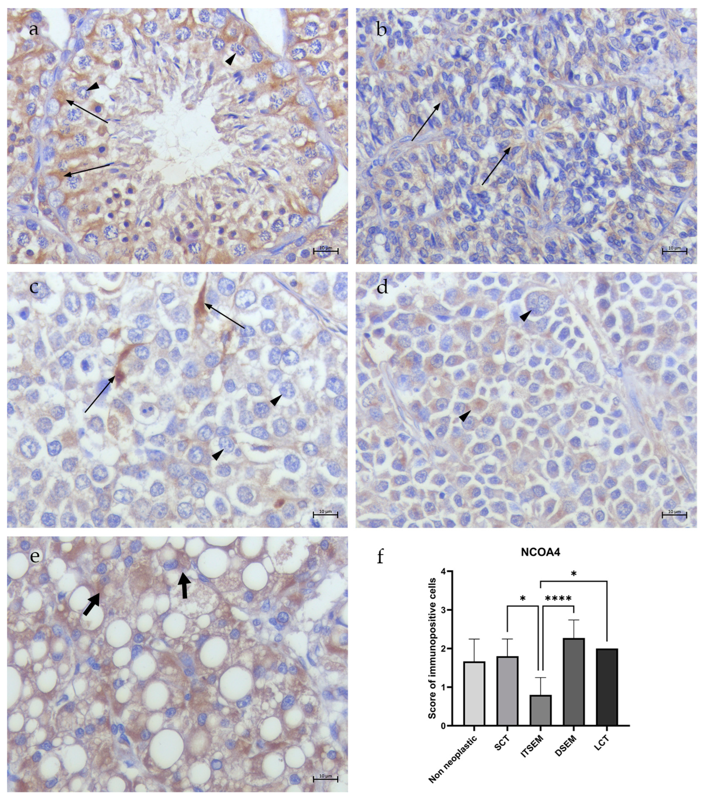 Animals 14 02619 g004