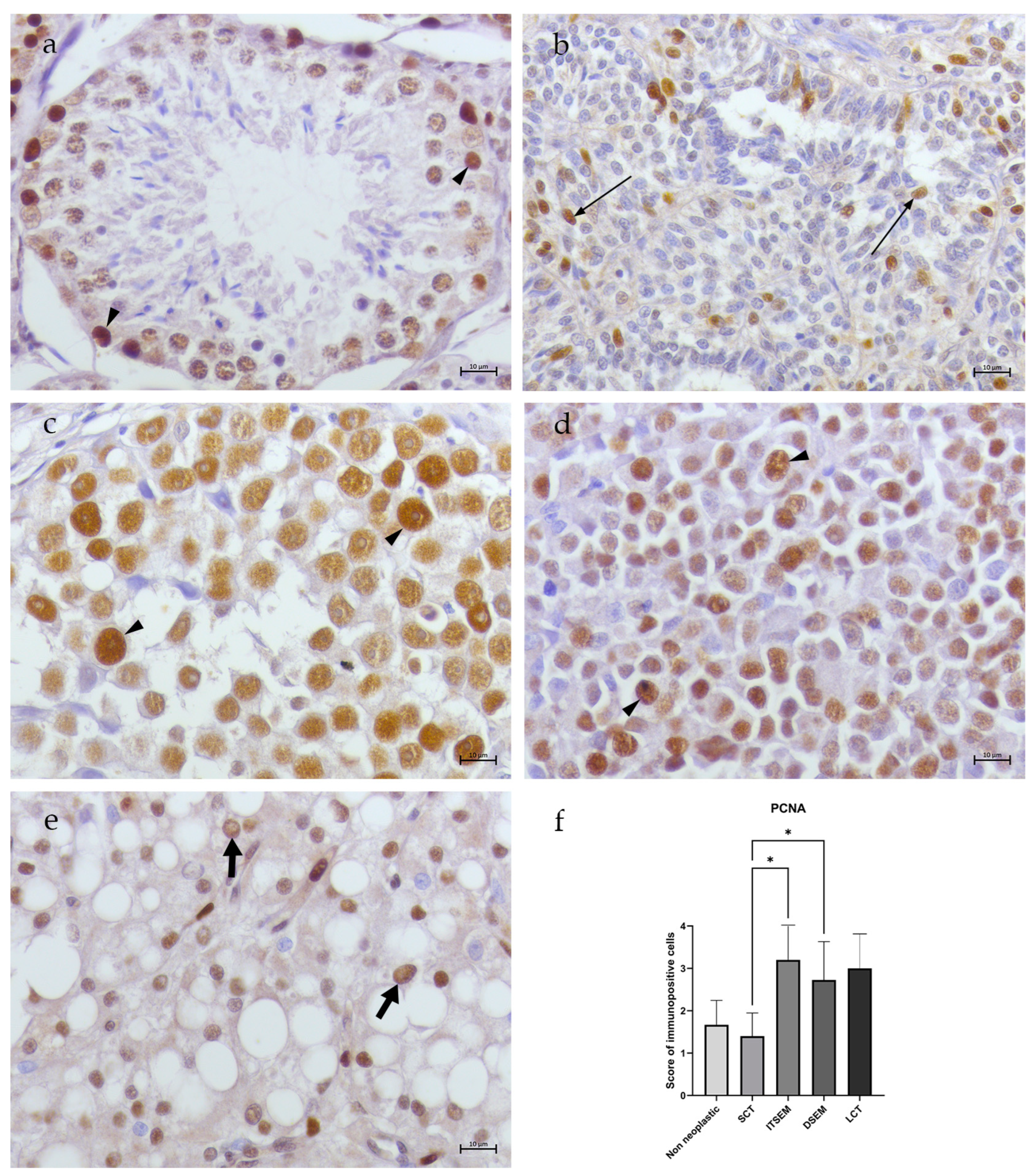 Animals 14 02619 g006