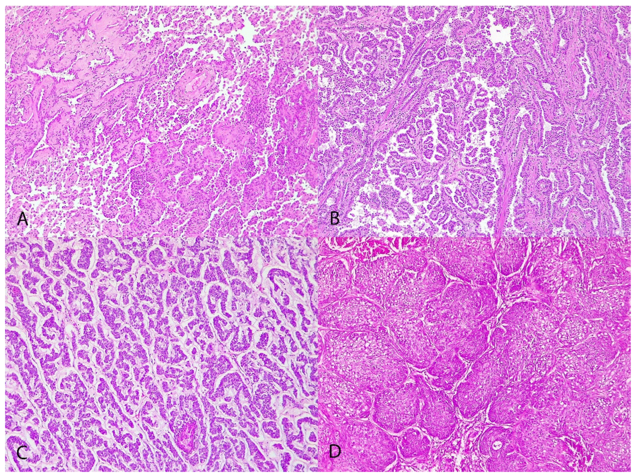 Animals 14 02625 g001