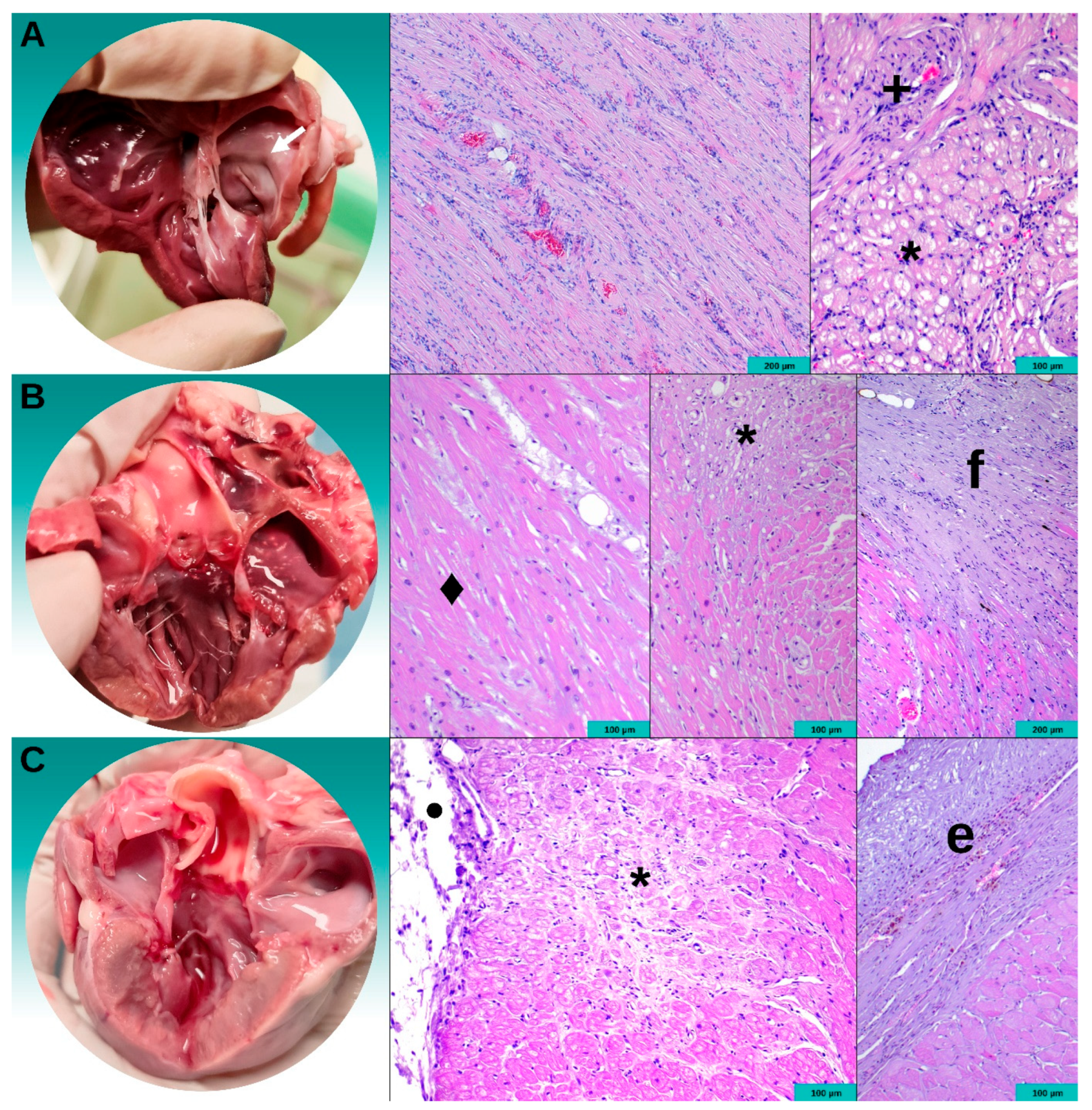 Animals 14 02629 g004