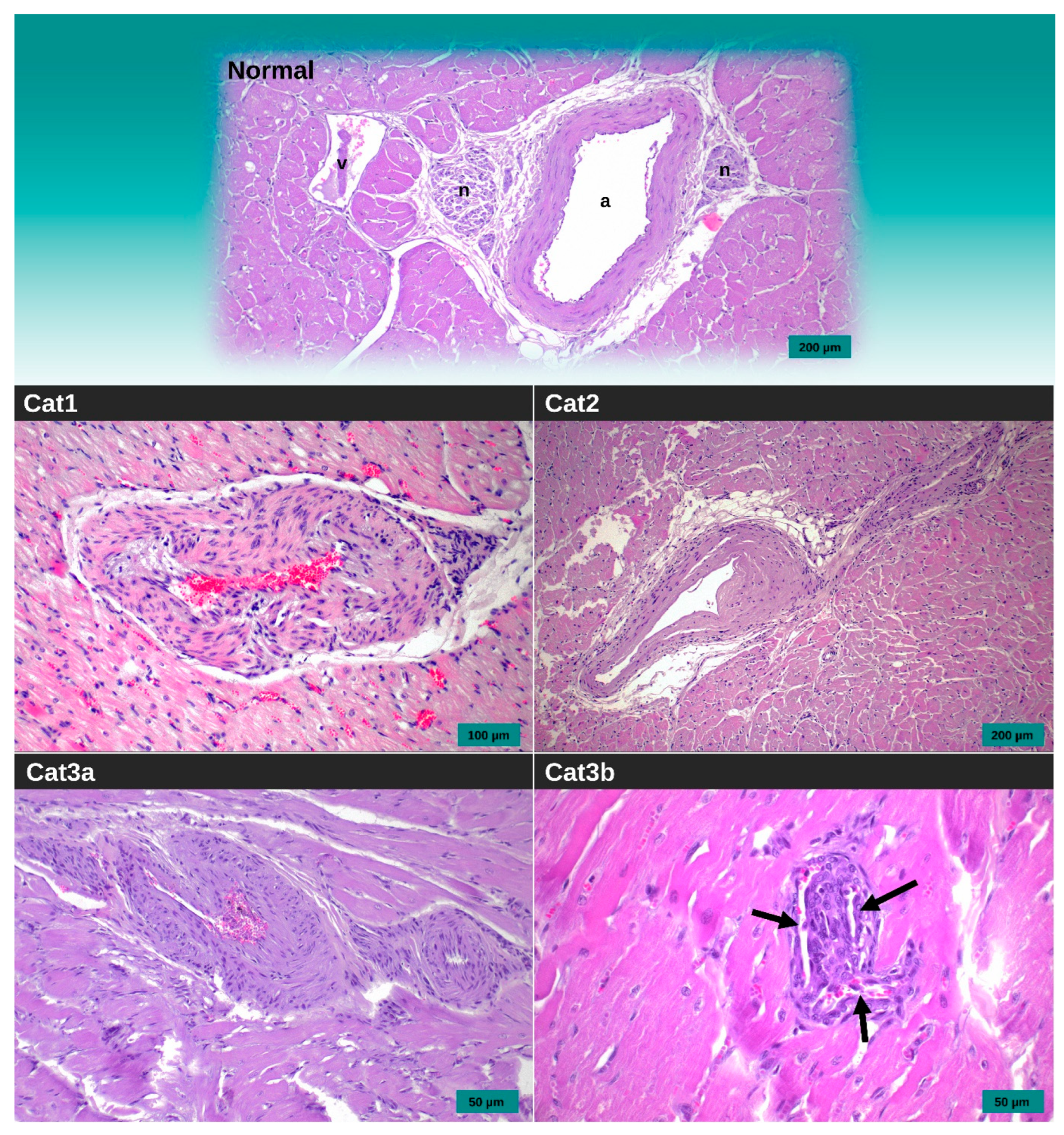 Animals 14 02629 g005