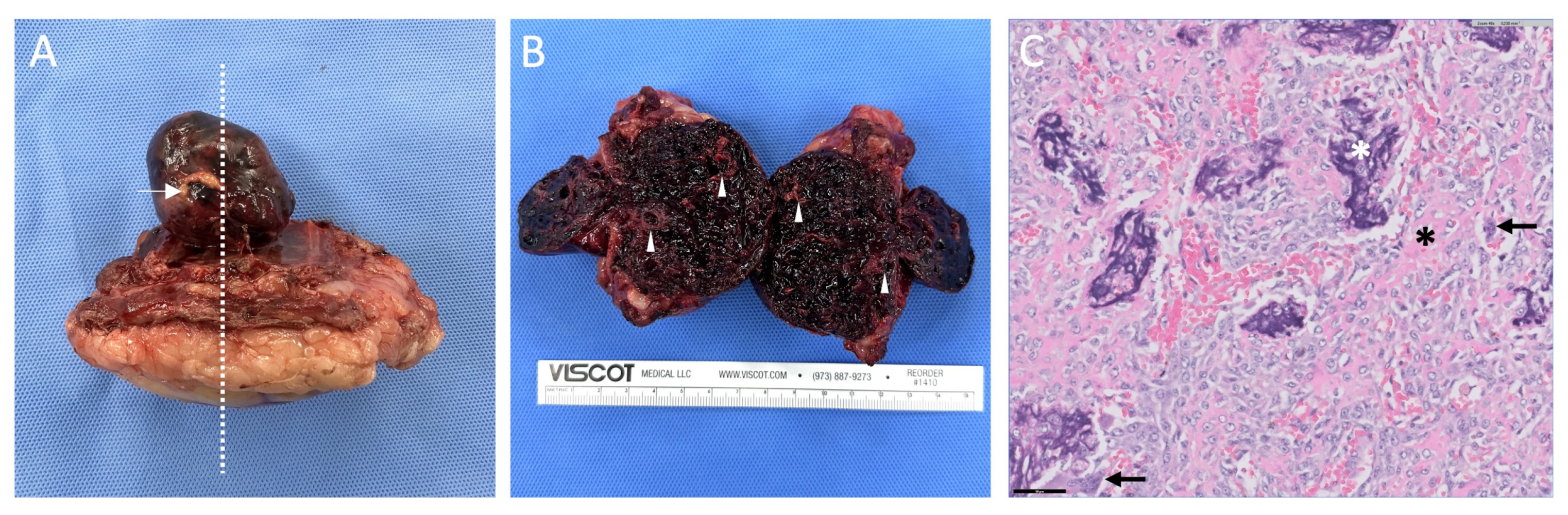 Animals 14 02635 g003 Animals 14 02635 g003