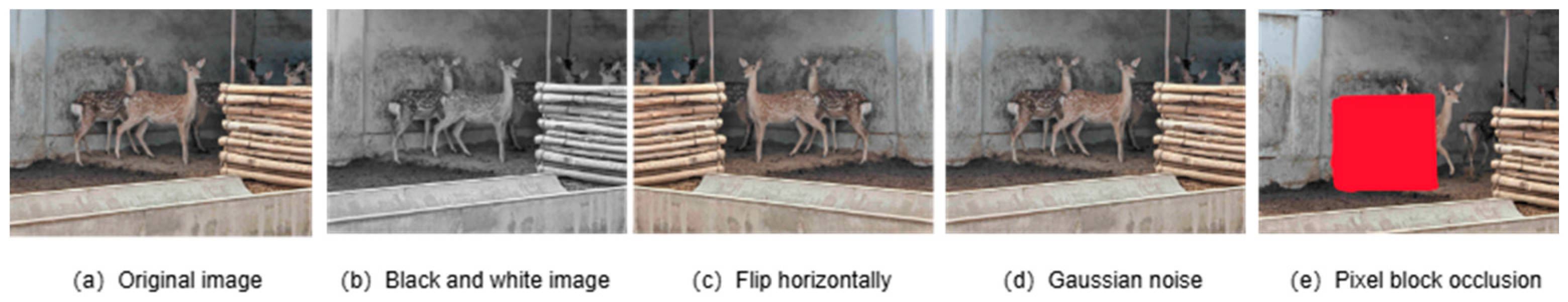 Animals 14 02640 g001