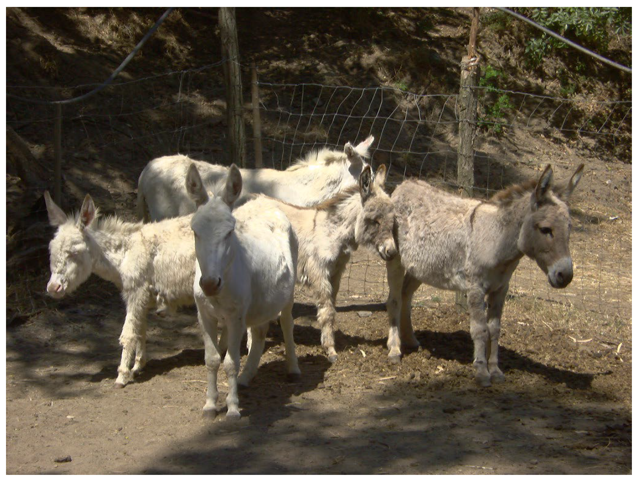 Animals 14 02641 g001