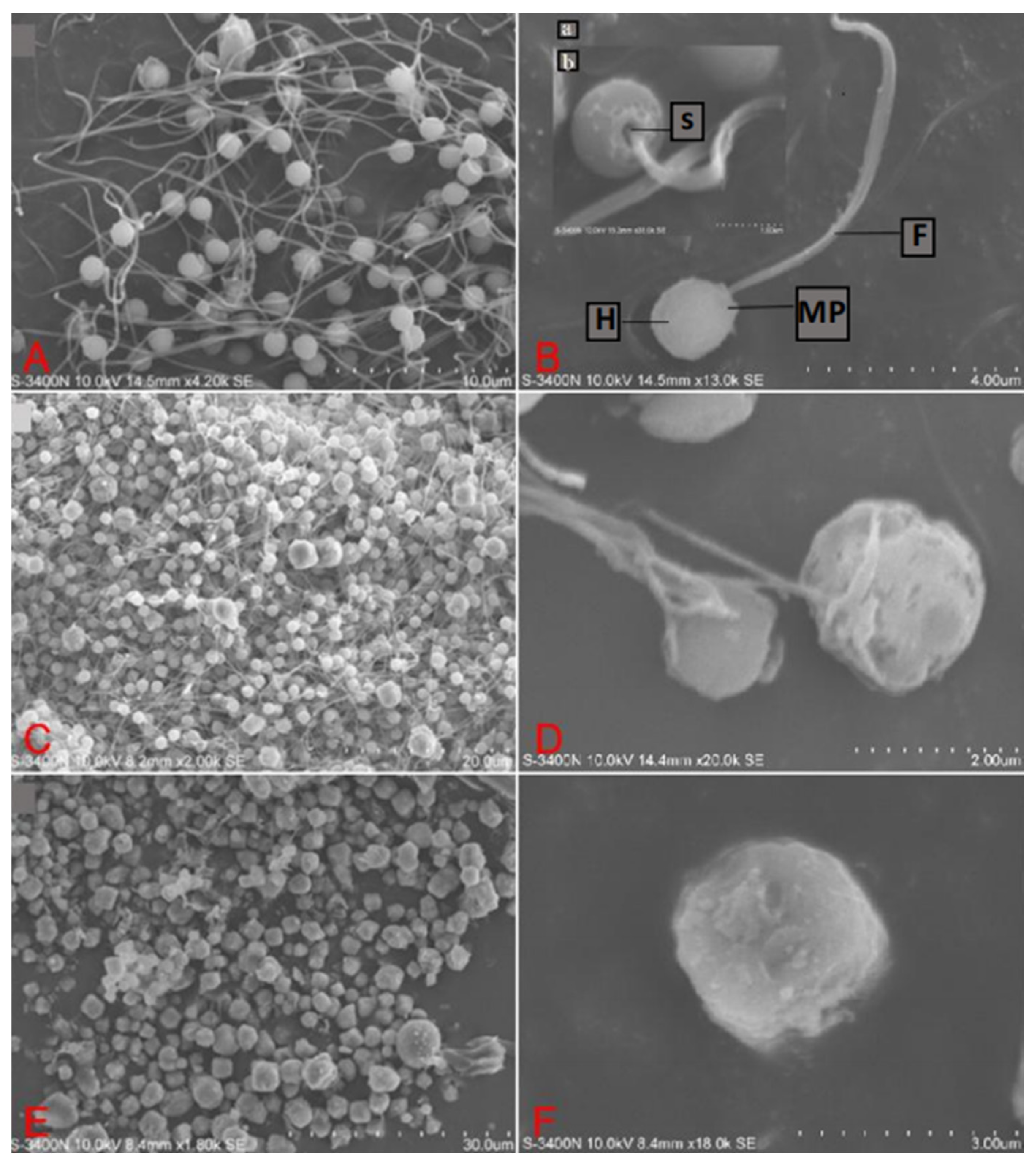 Animals 14 02652 g002 Animals 14 02652 g002