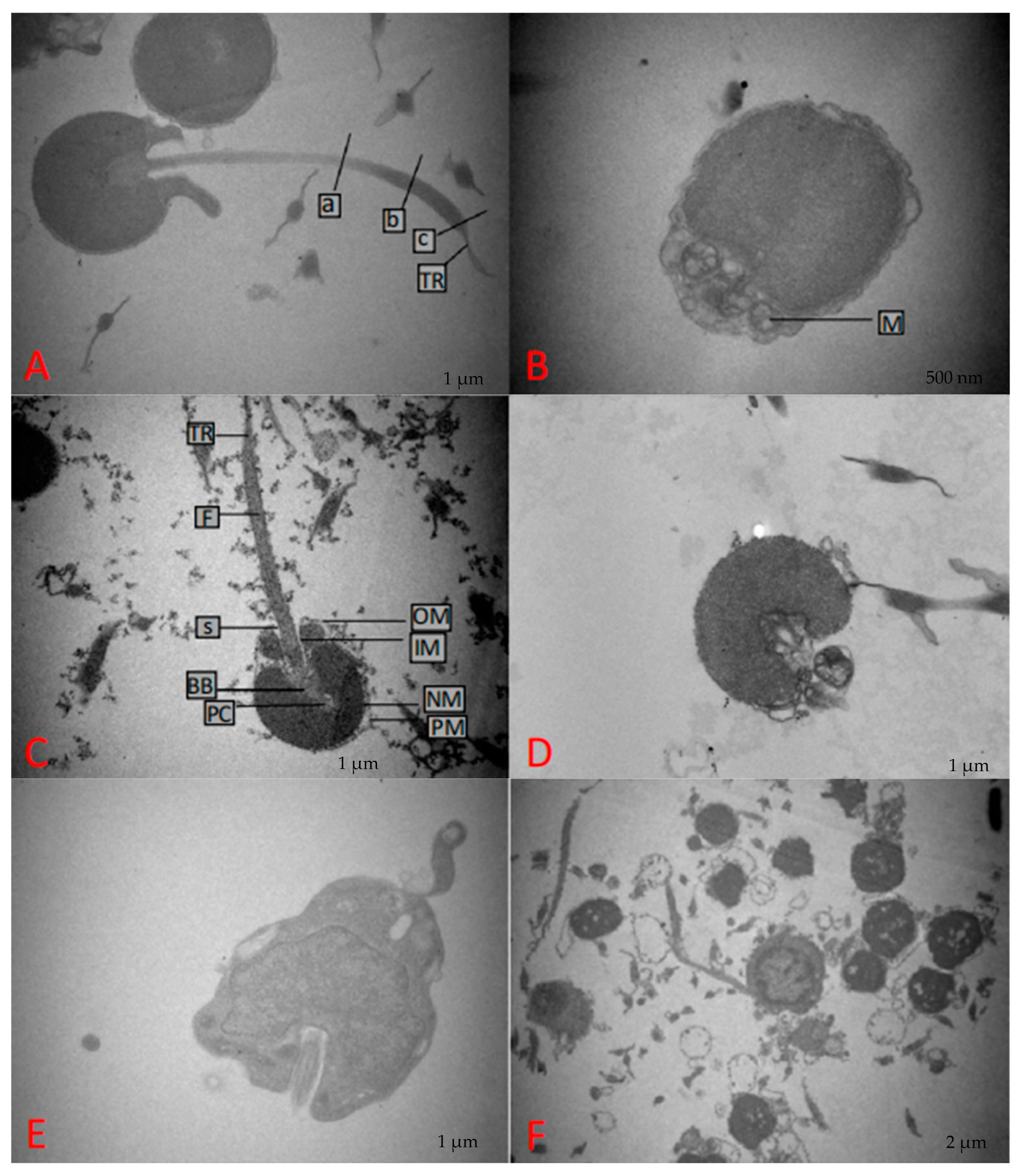 Animals 14 02652 g003 Animals 14 02652 g003