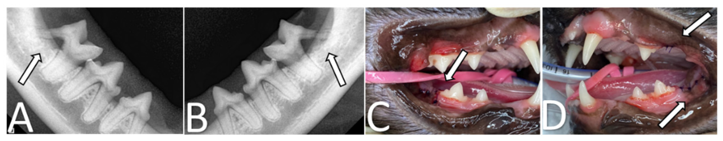 Animals 14 02656 g002 Animals 14 02656 g002