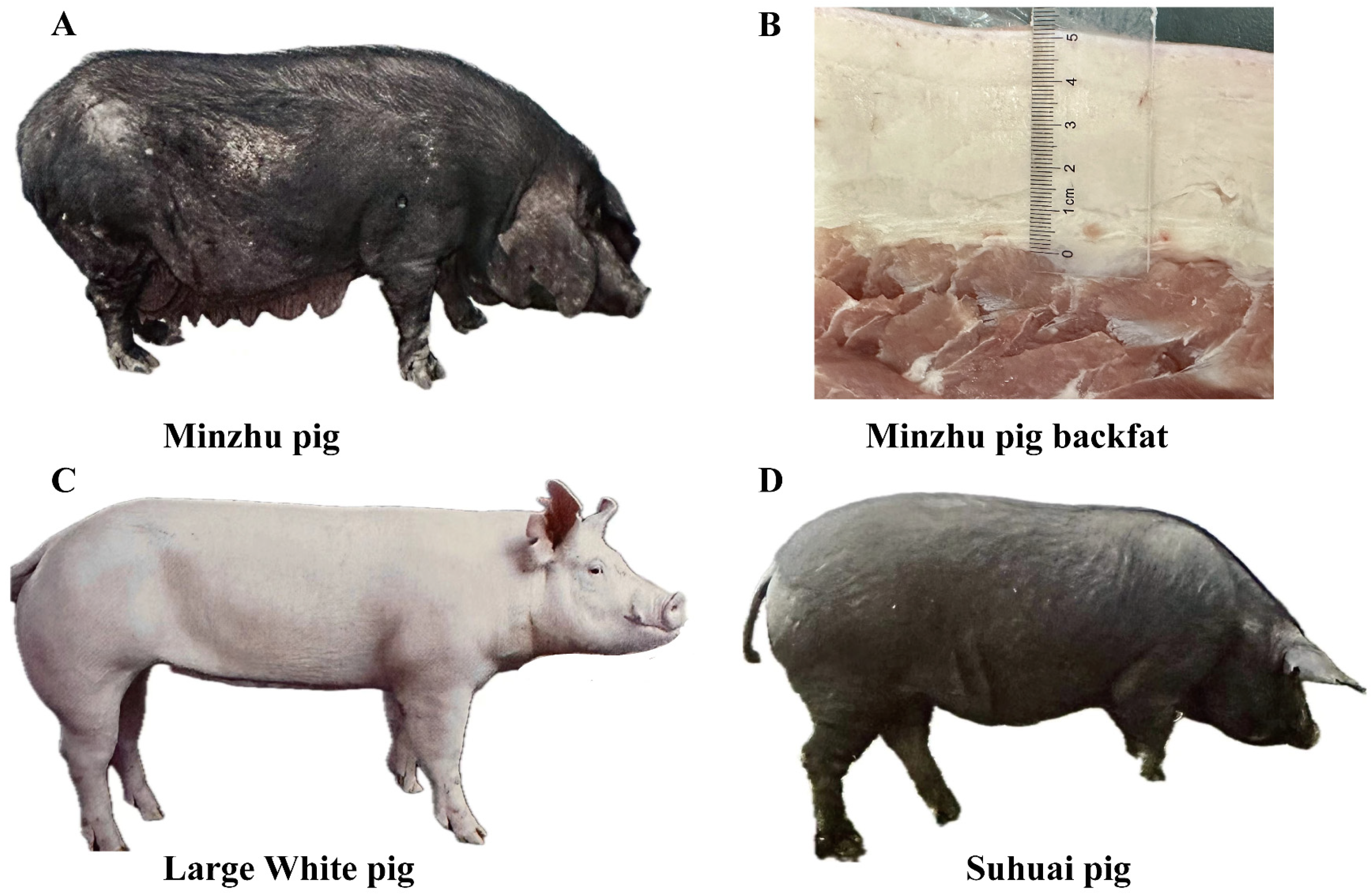 Animals 14 02657 g001 Animals 14 02657 g001