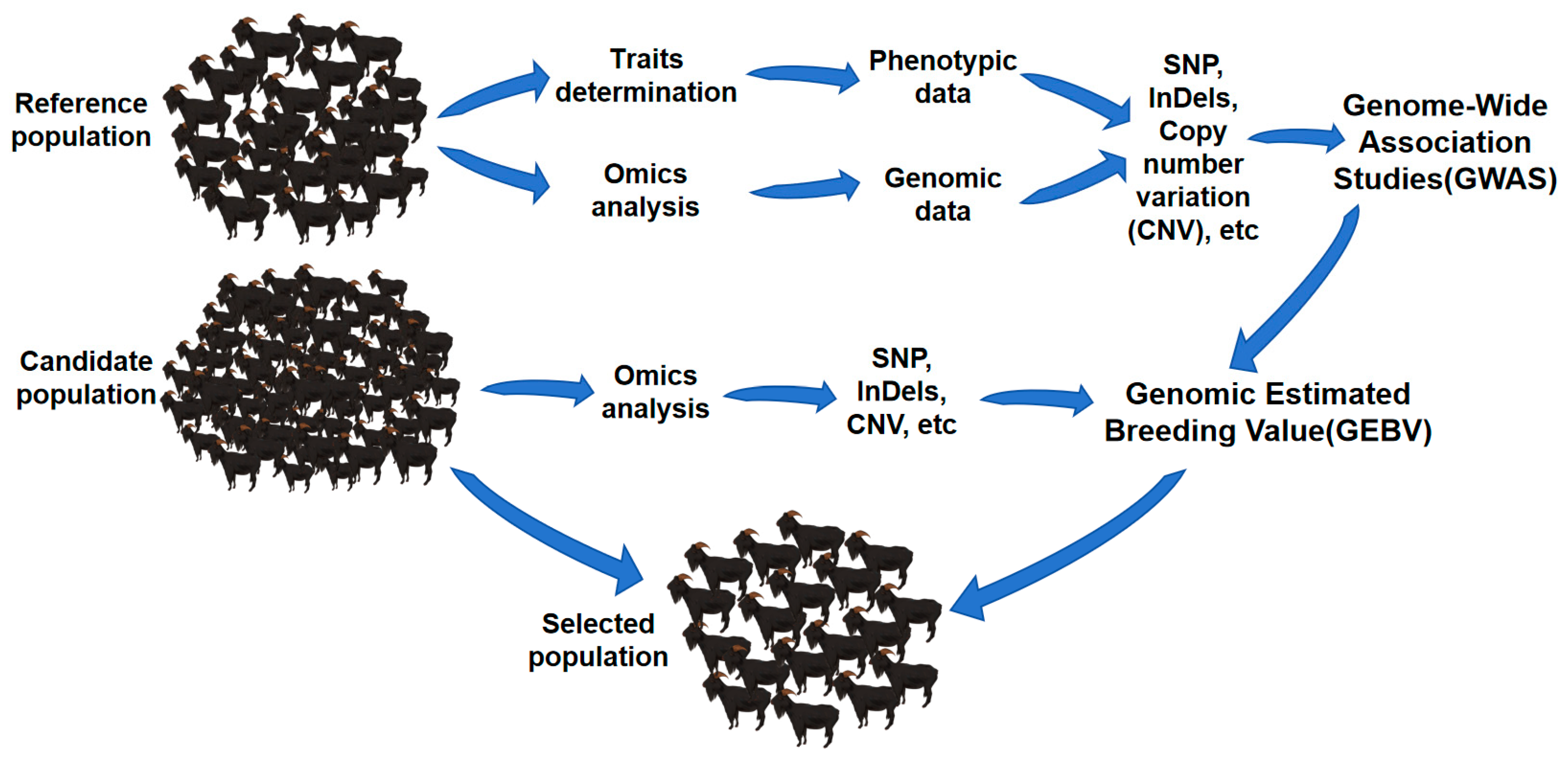 Animals 14 02659 g001