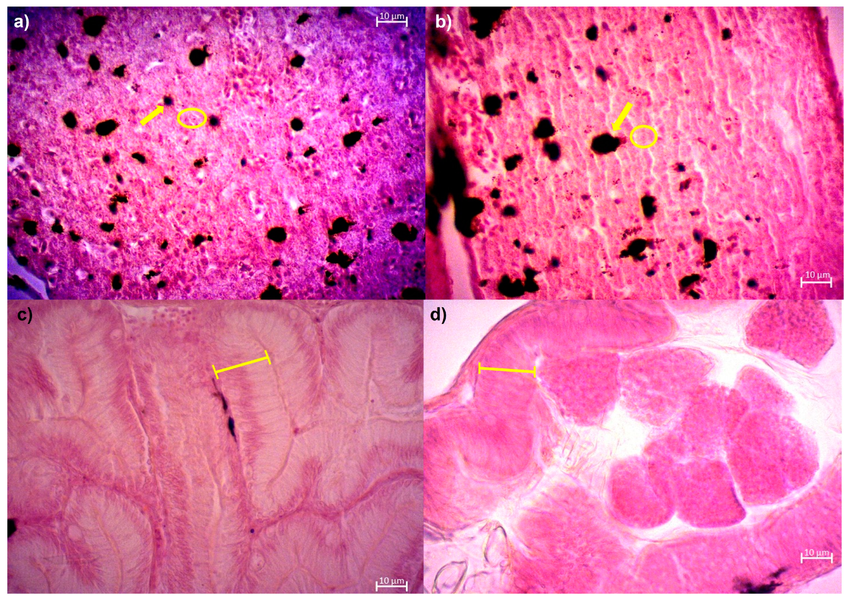 Animals 14 02663 g001