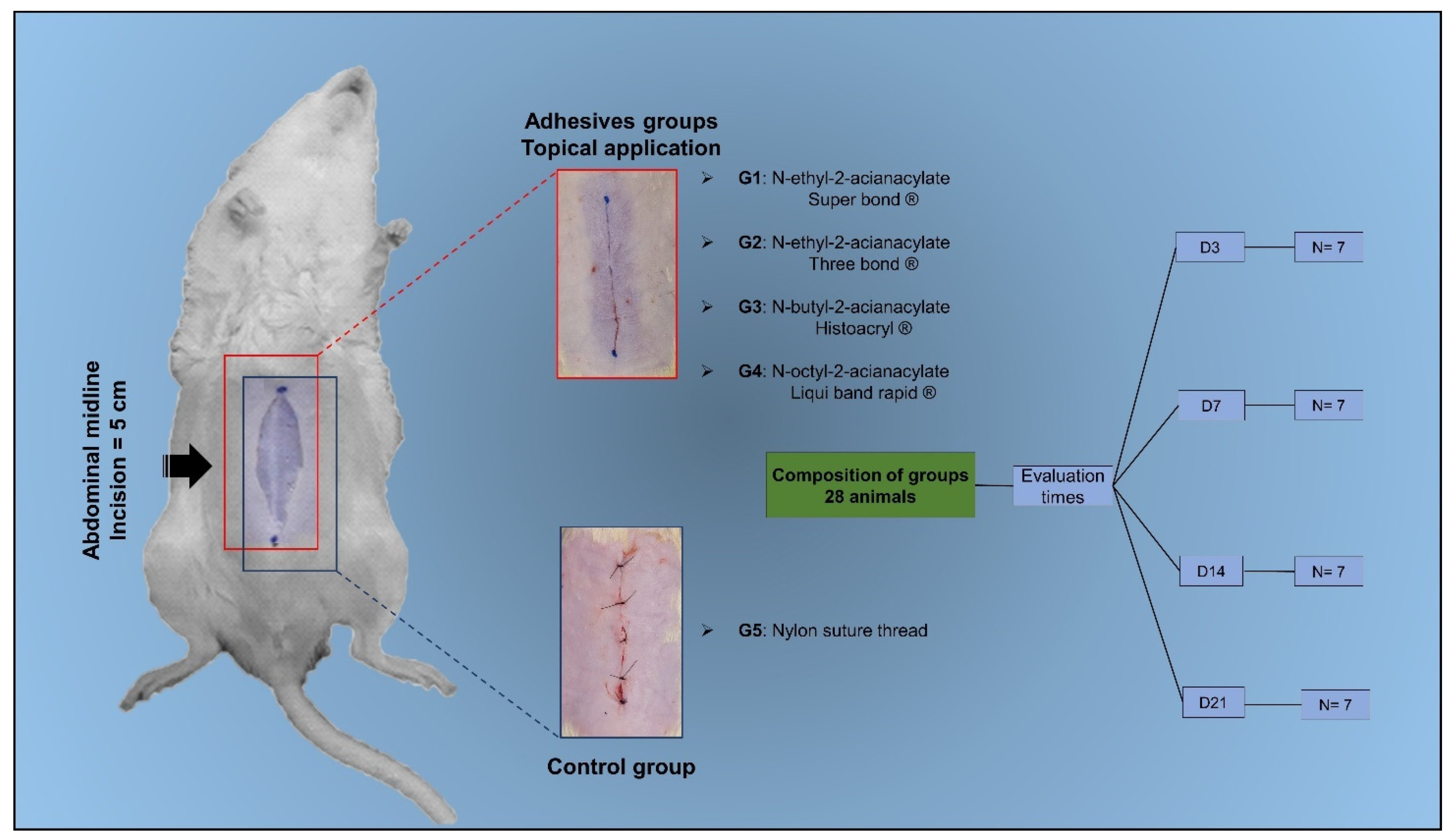 Animals 14 02678 g001