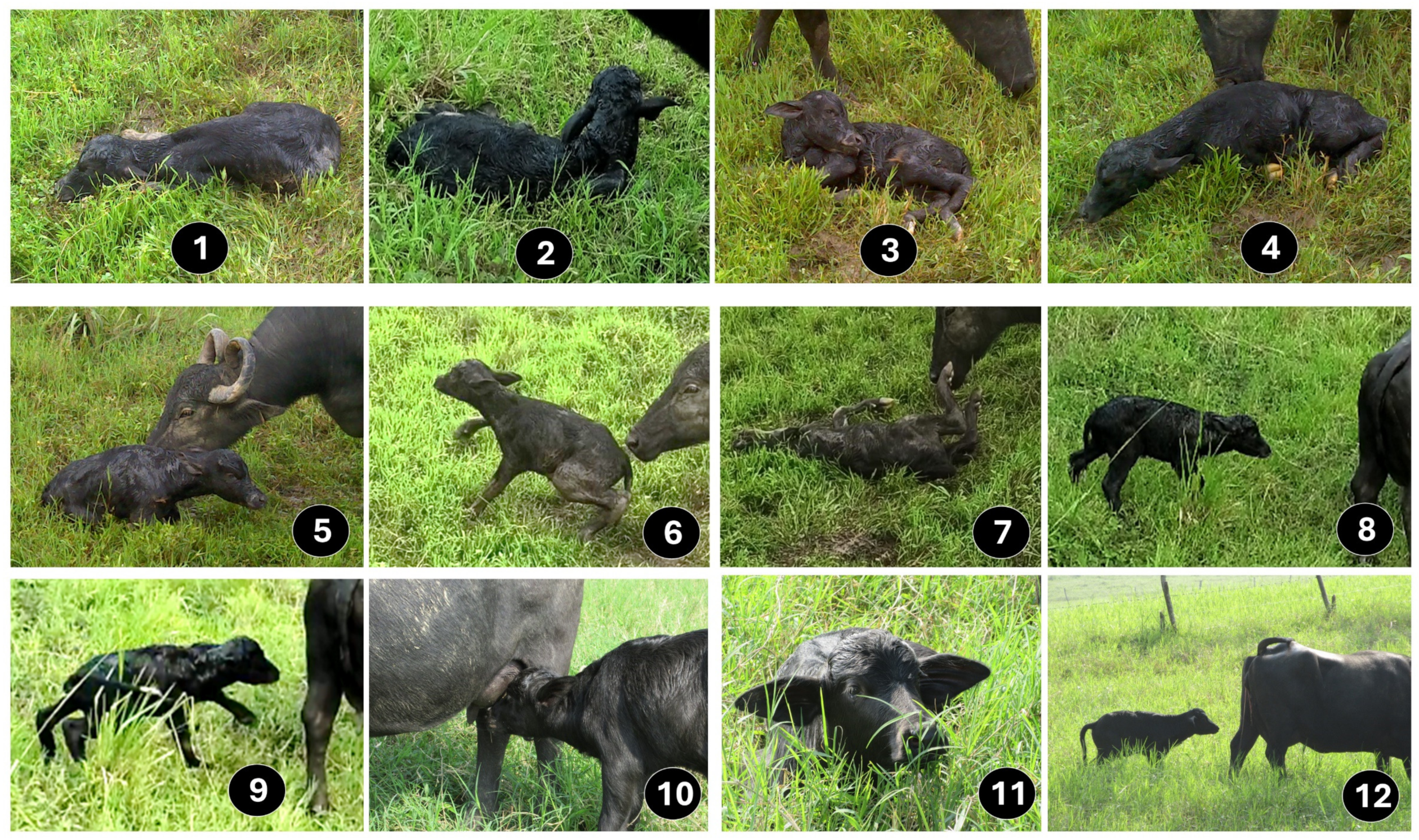 Animals 14 02696 g001