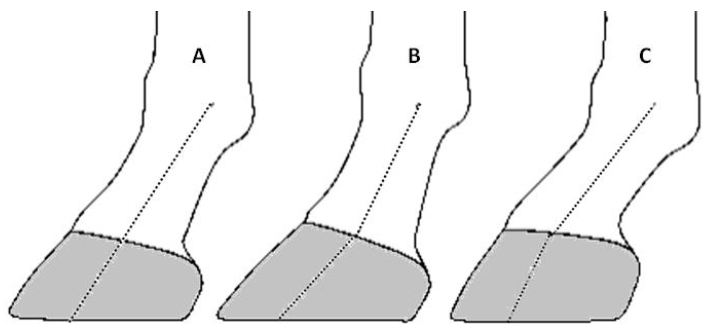 Animals 14 02697 g001