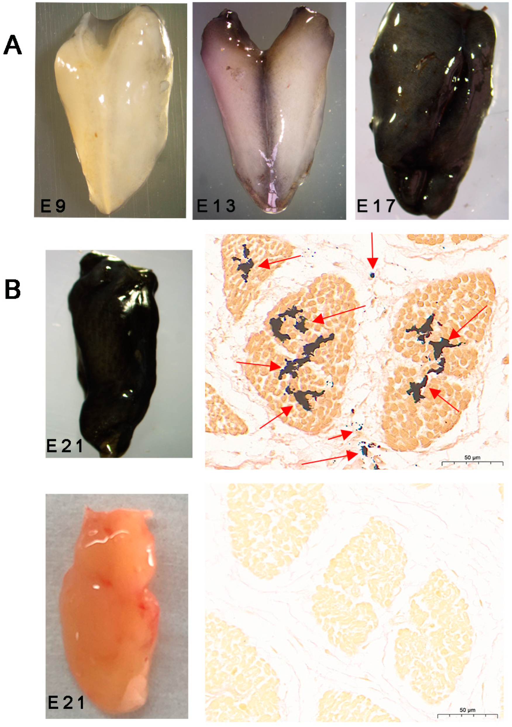 Animals 14 02702 g001