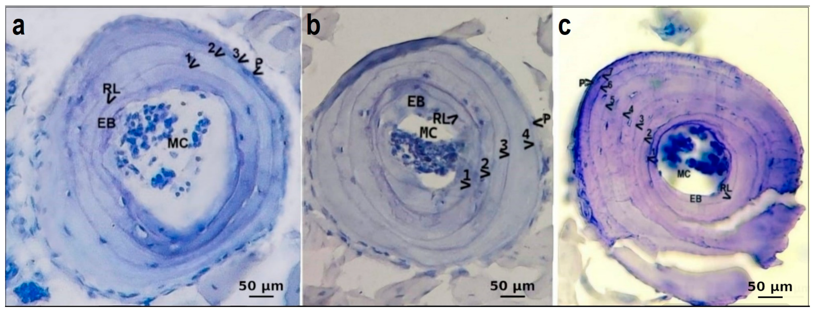 Animals 14 02703 g002