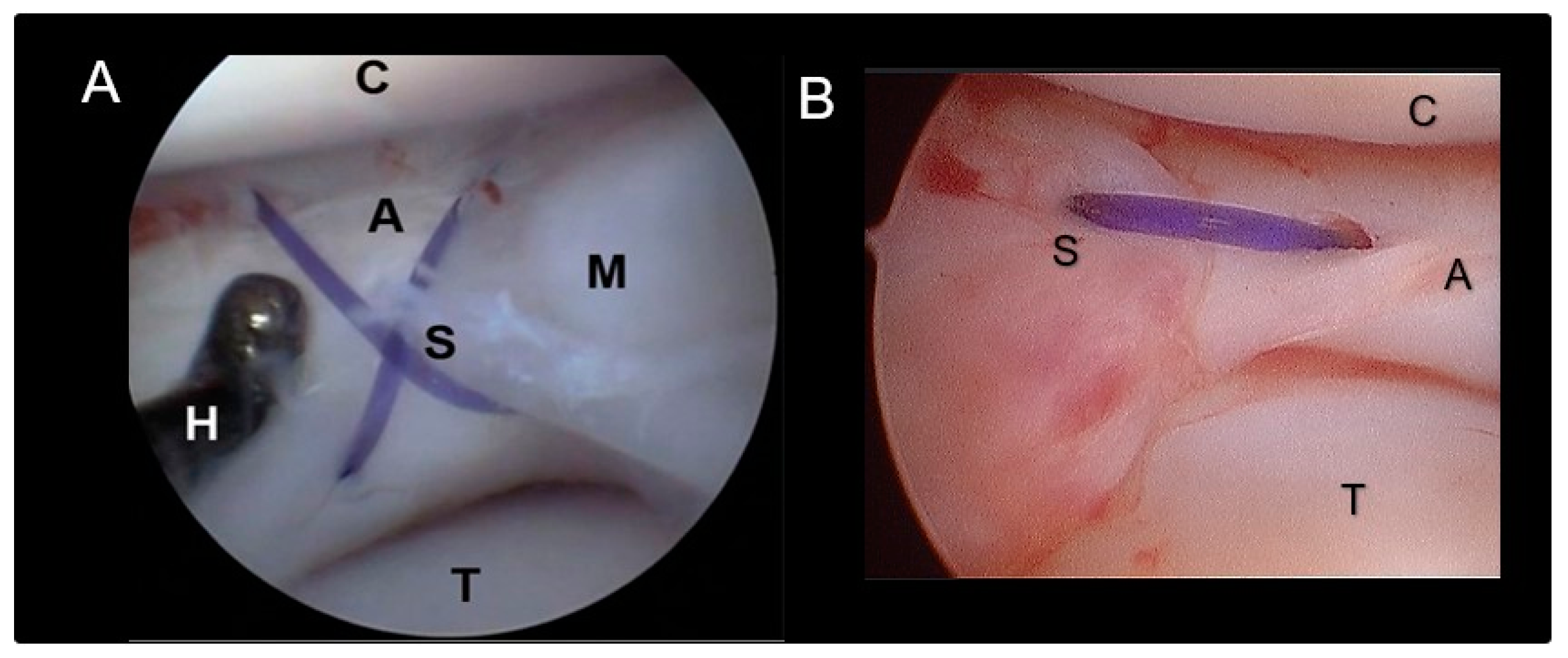 Animals 14 02717 g003