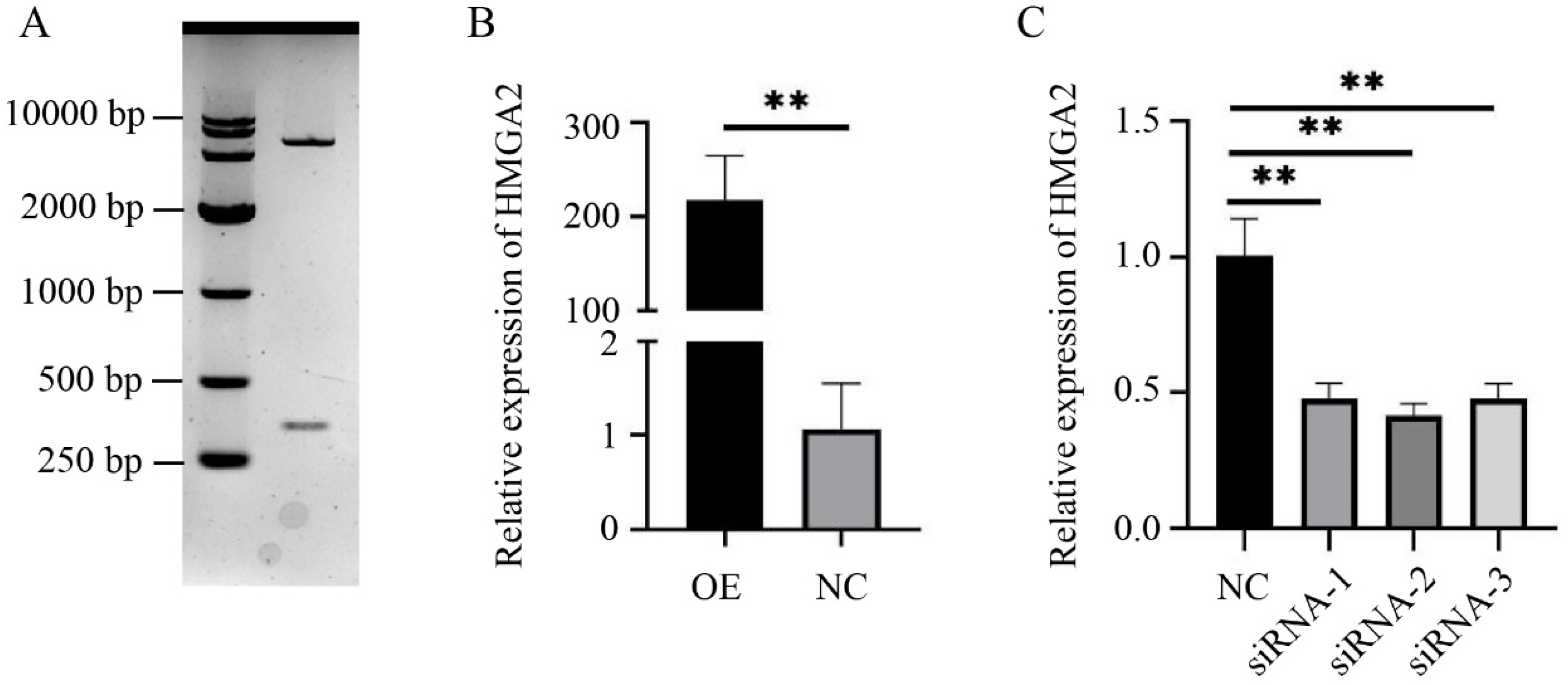 Animals 14 02721 g001 Animals 14 02721 g001