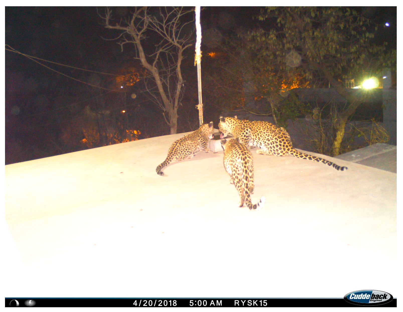 Animals 14 02742 g002