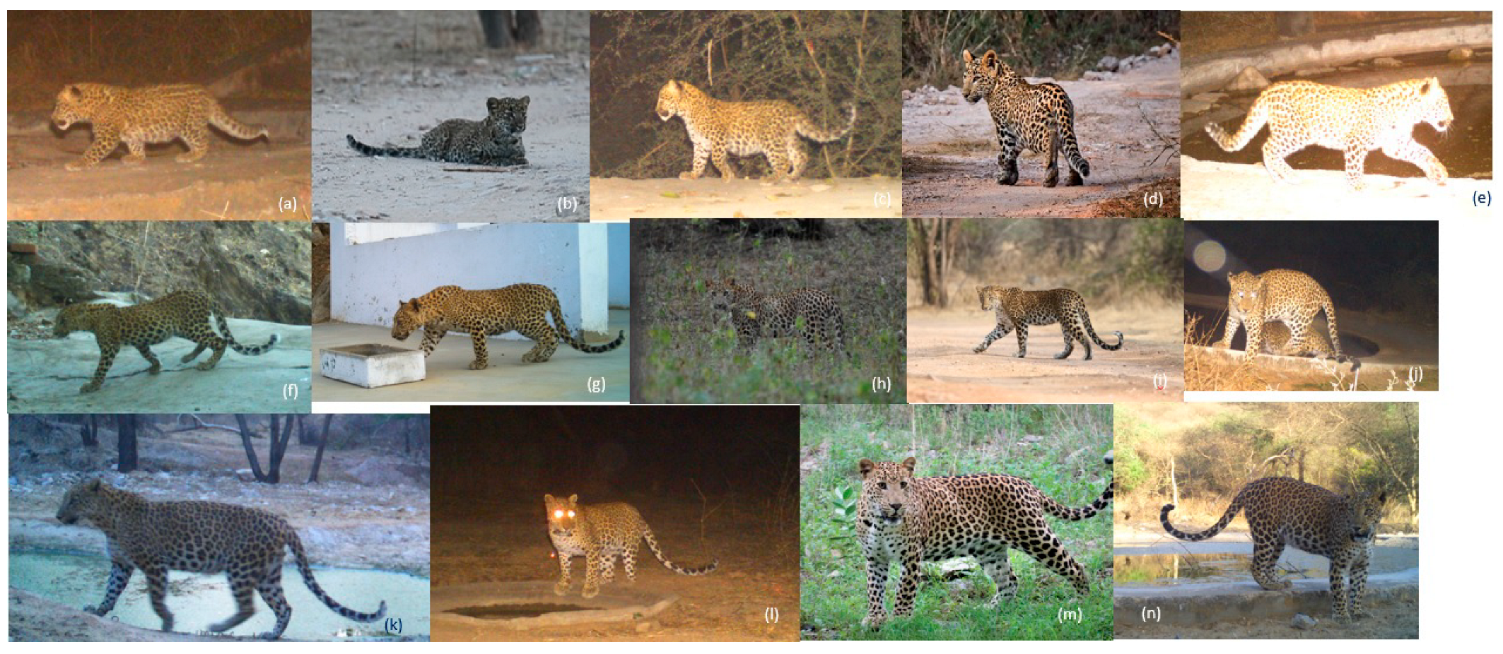 Animals 14 02742 g003