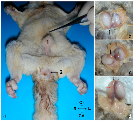 Anatomy of the Male Reproductive System of Sugar Gliders (Petaurus