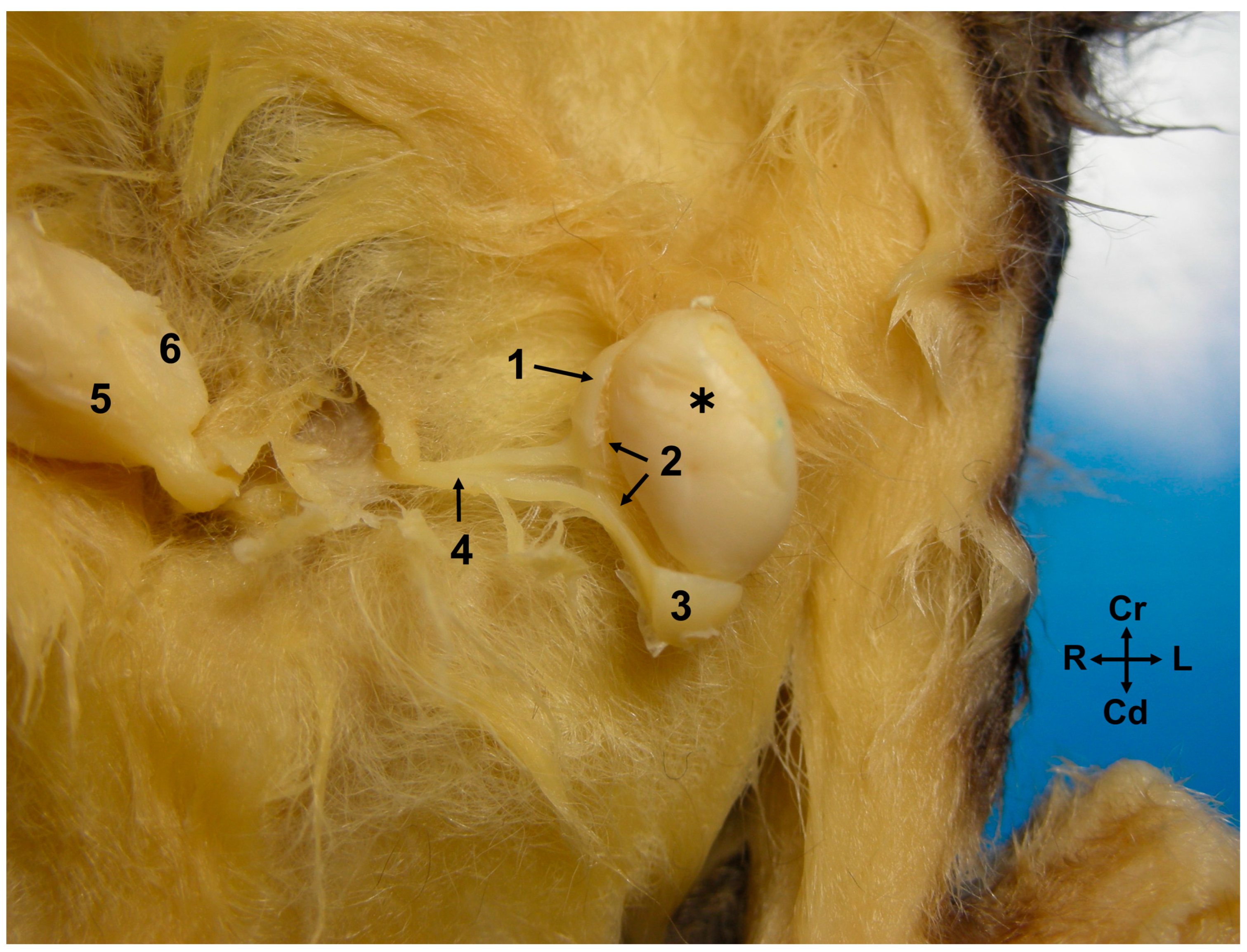 Animals 14 02748 g002 Animals 14 02748 g002