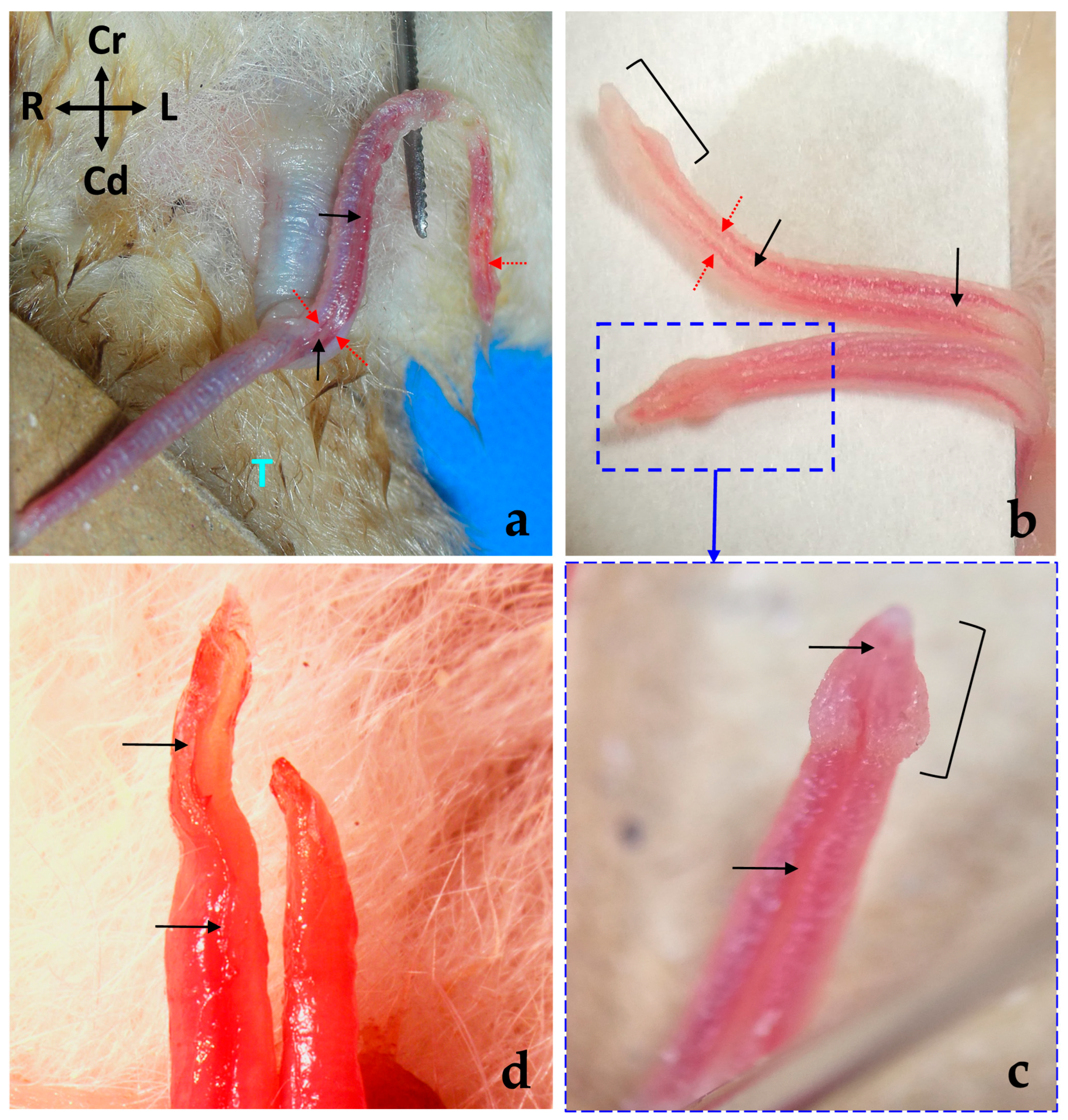 Animals 14 02748 g006 Animals 14 02748 g006