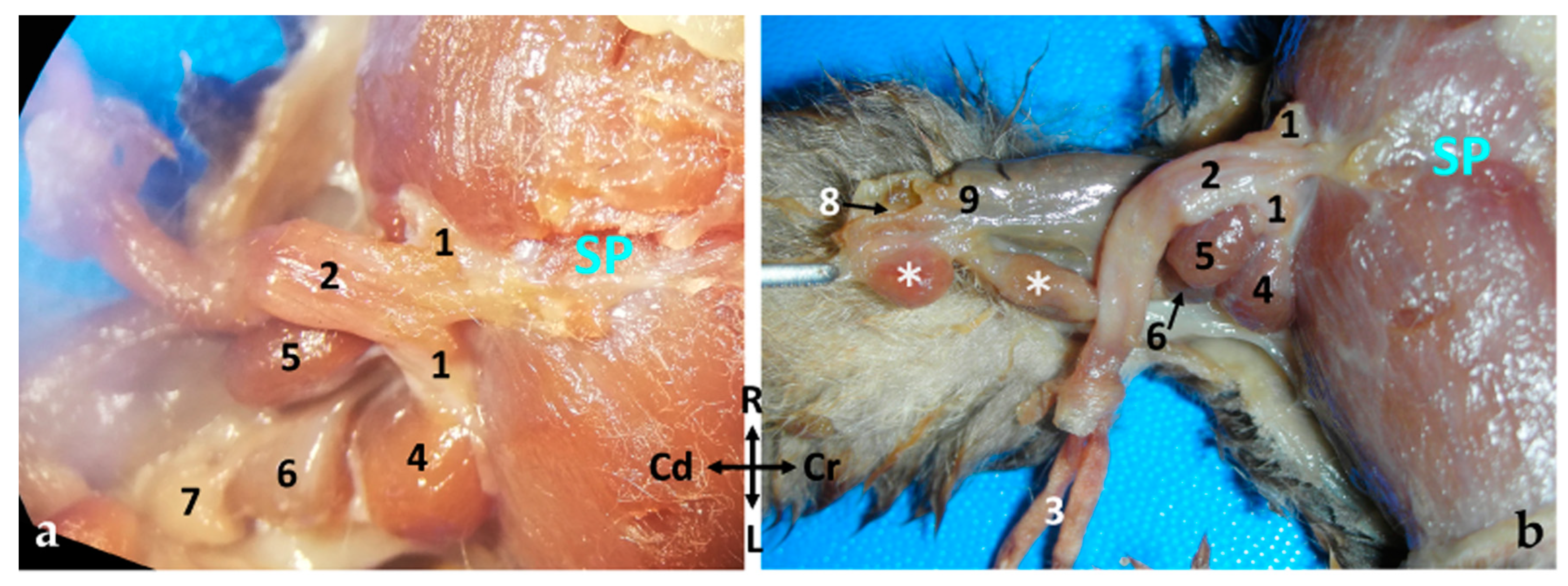 Animals 14 02748 g008 Animals 14 02748 g008