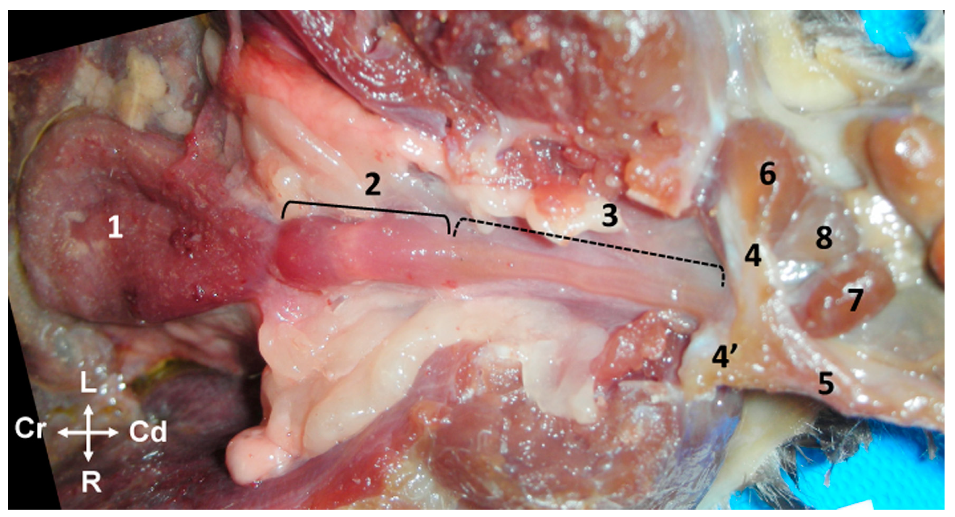 Animals 14 02748 g009 Animals 14 02748 g009